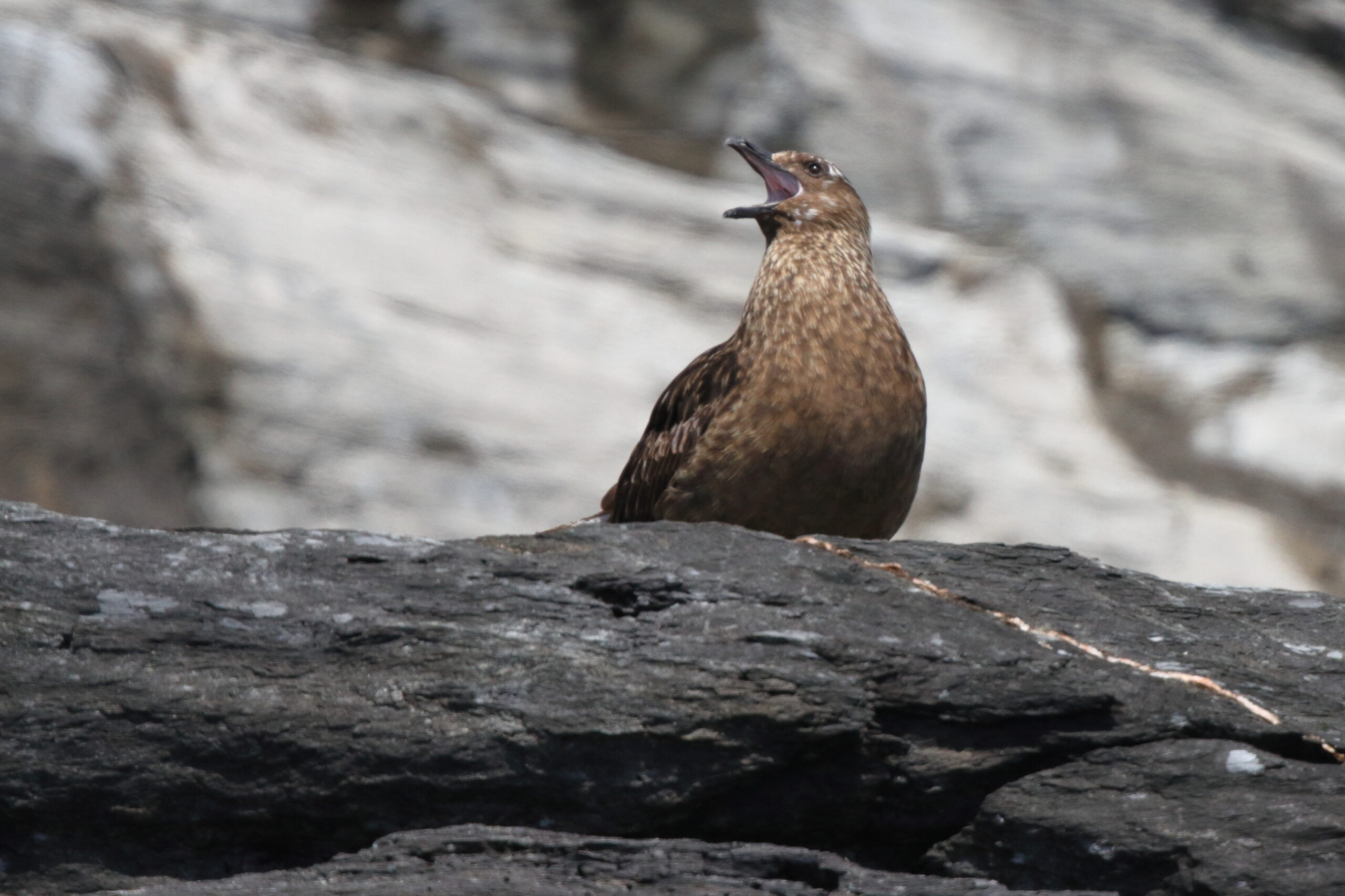 Great Skua. Isle of Man, June 2019 © Neil G Morris.