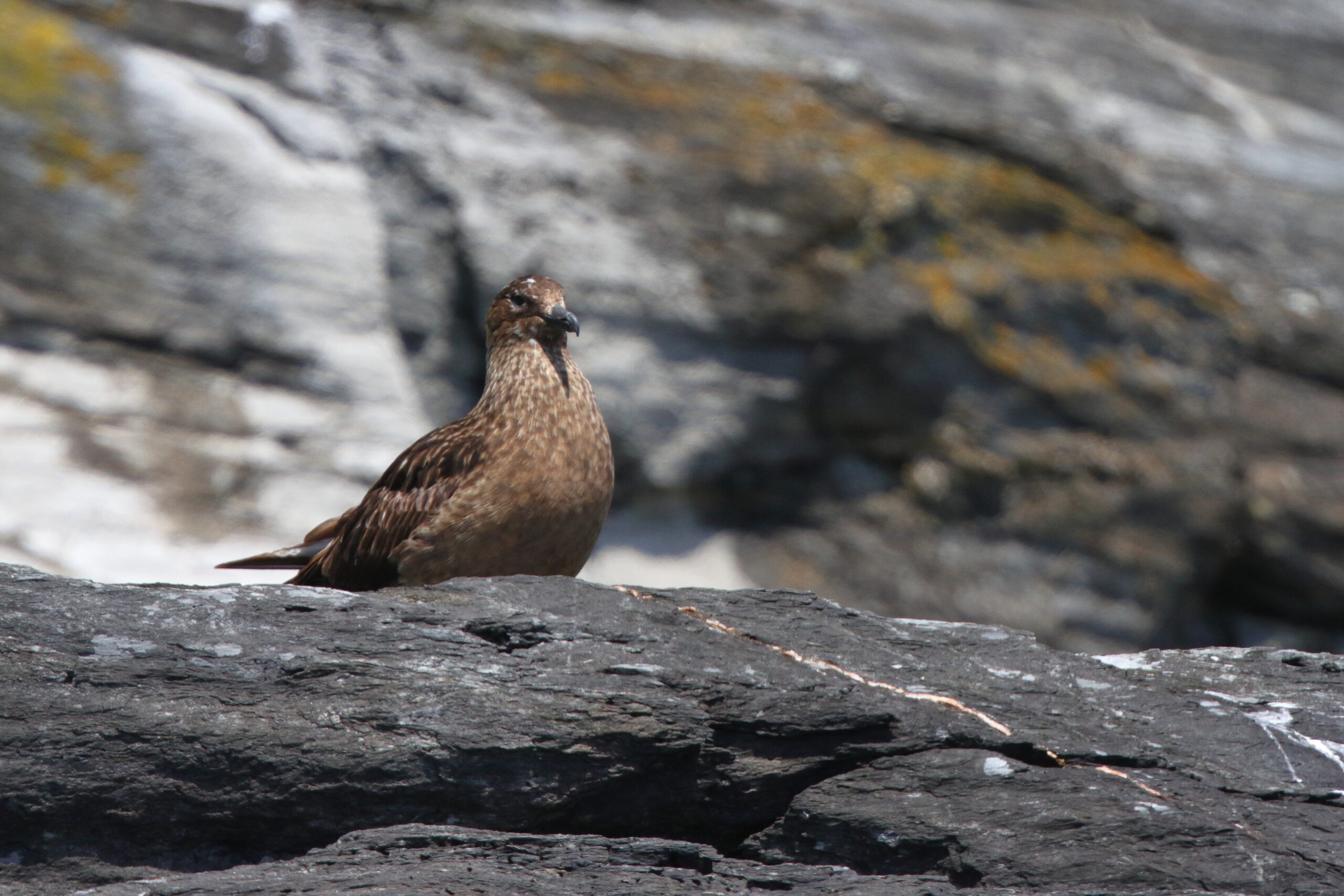 Great Skua. Isle of Man, June 2019 © Neil G Morris.