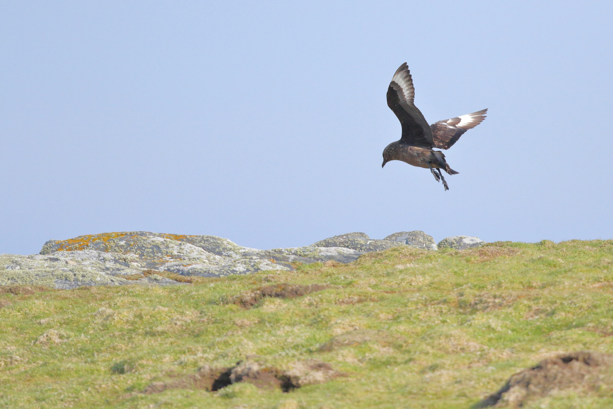 Great Skua. Isle of Man, May 2021 © Neil G Morris.