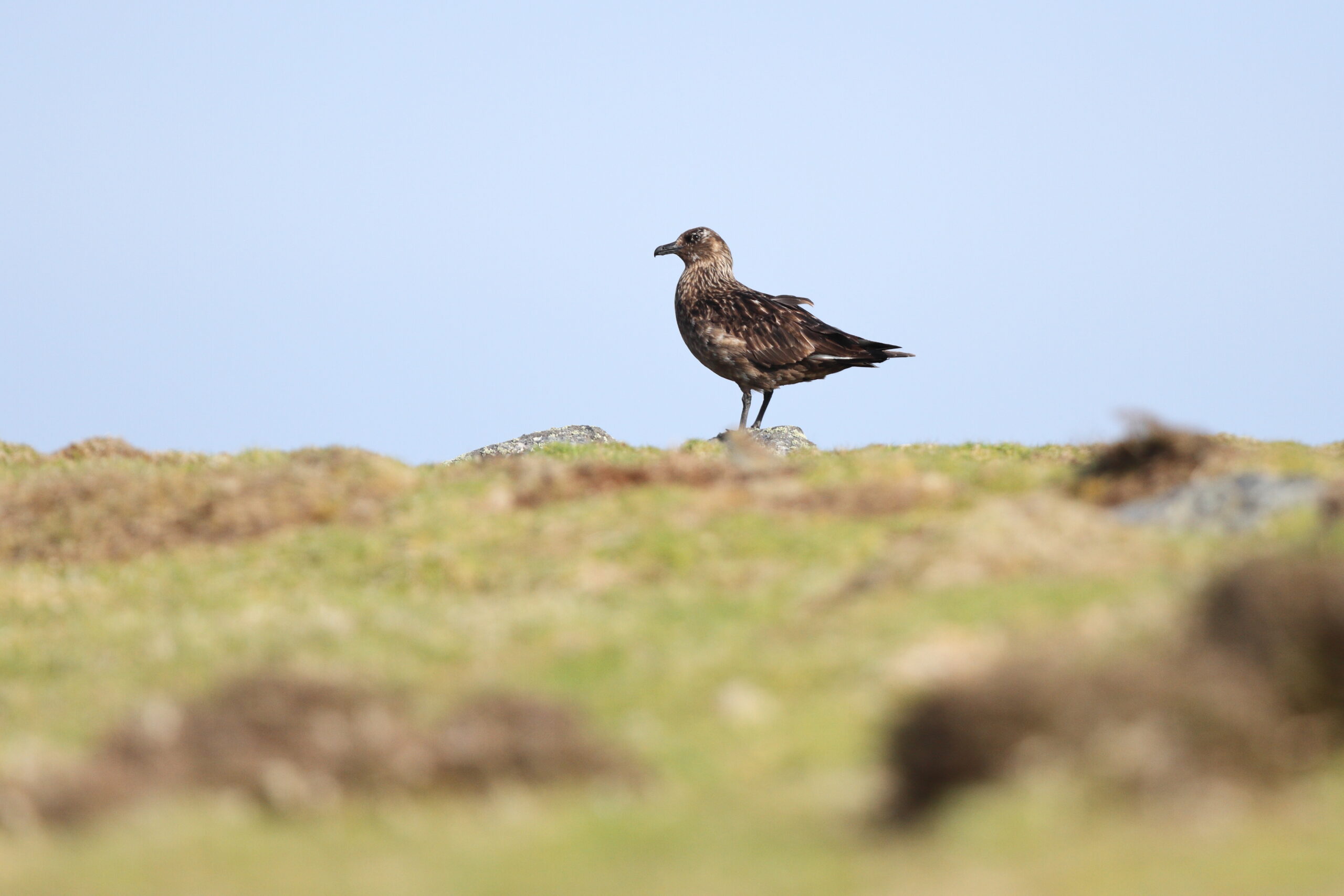 Great Skua. Isle of Man, May 2021 © Neil G Morris.
