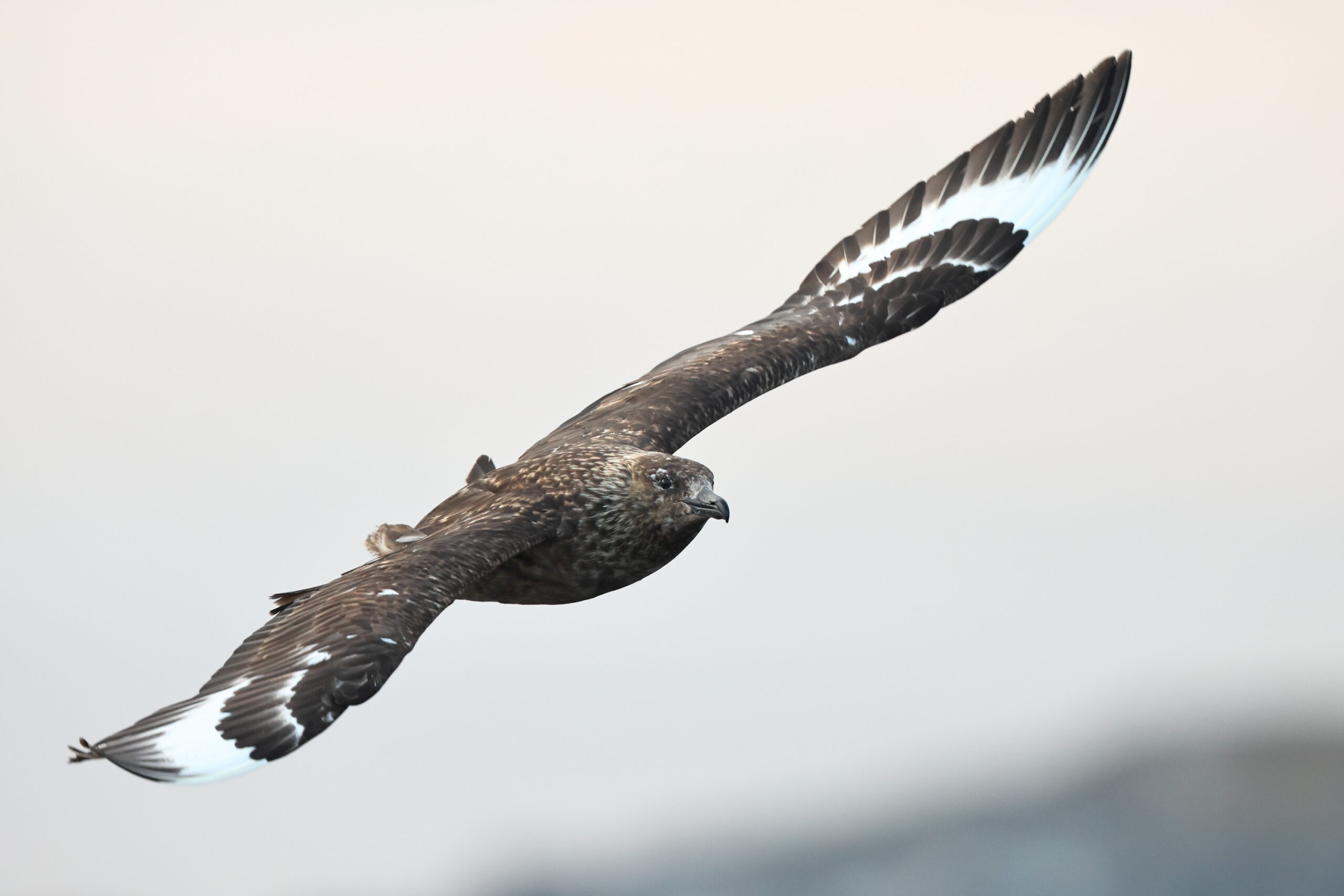 Great Skua. Isle of Man, June 2022 © Neil G Morris.