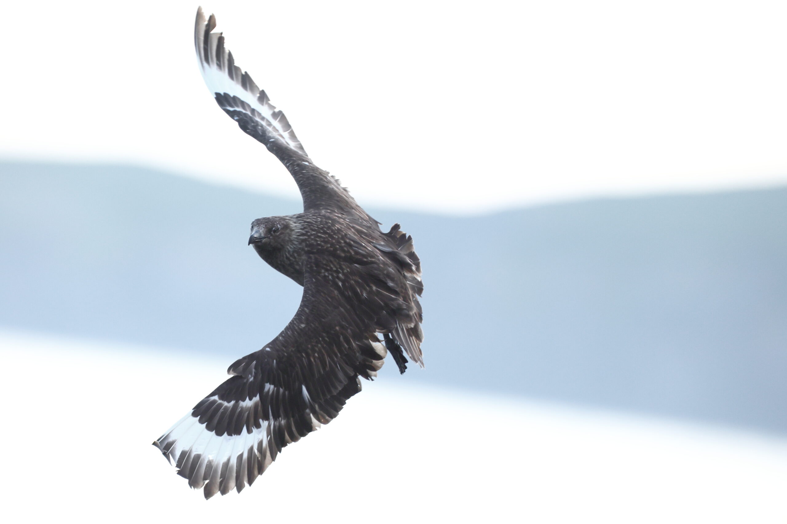 Great Skua. Isle of Man, June 2022 © Neil G Morris.