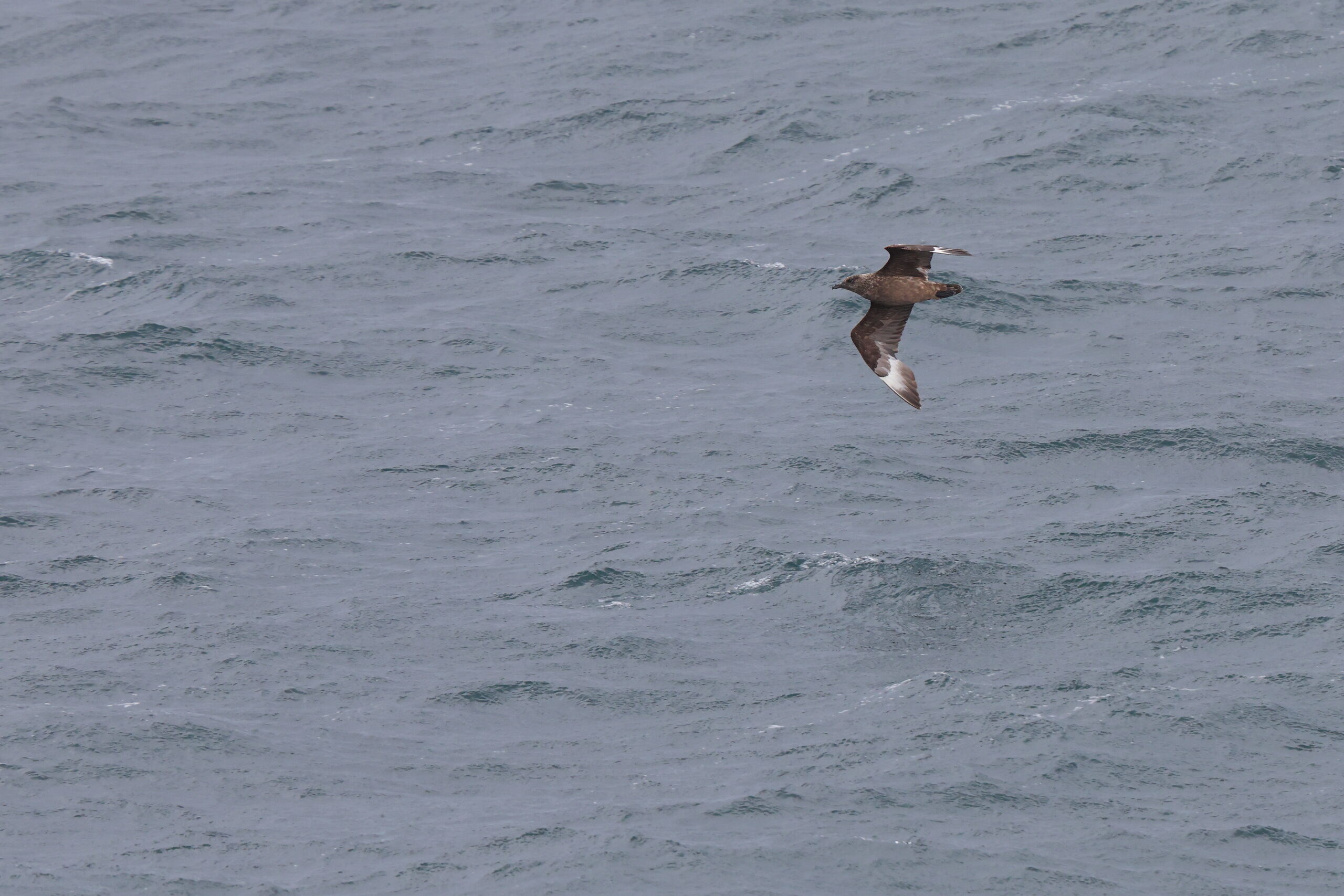 Great Skua. Isle of Man, August 2022 © Neil G Morris.