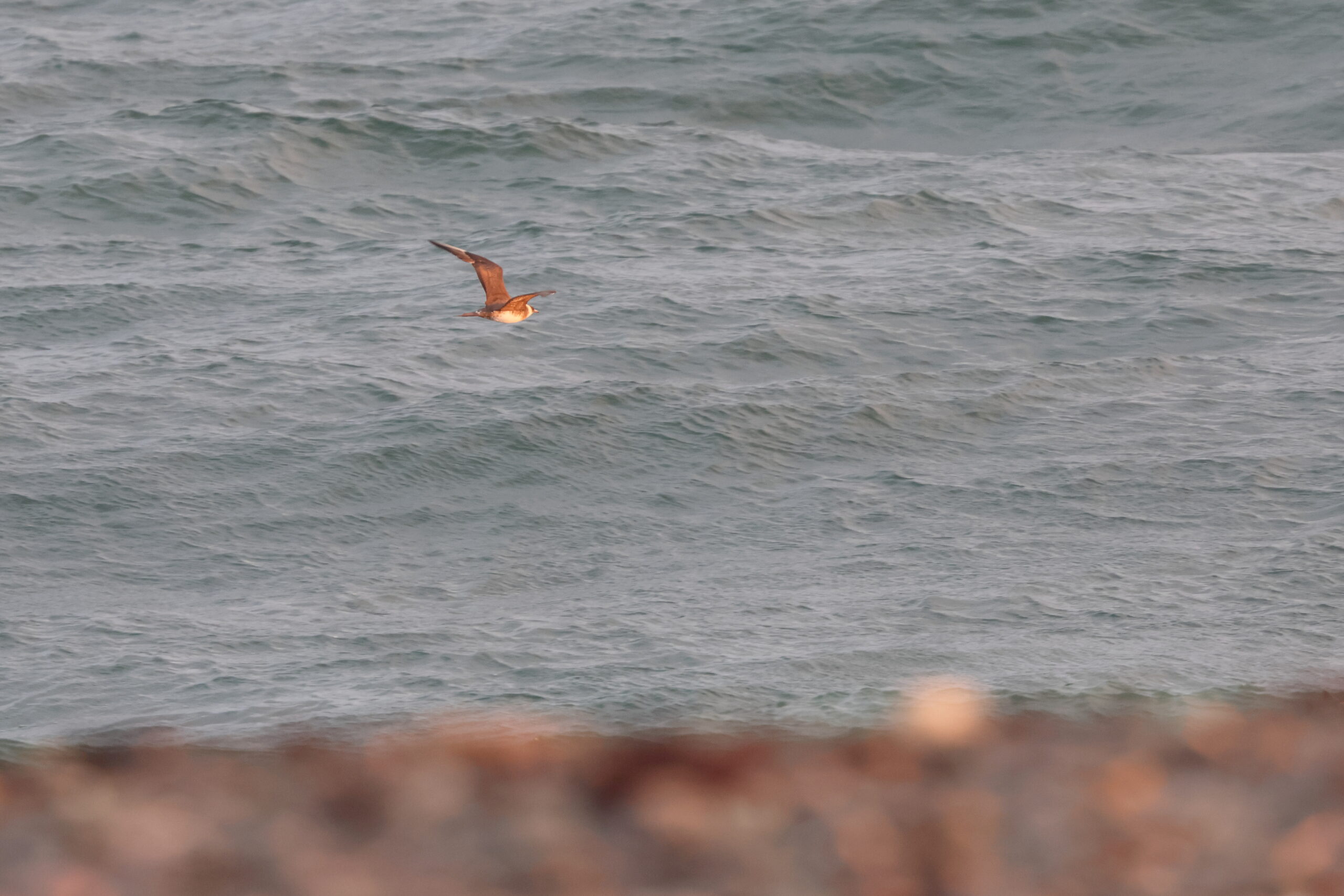 Pomarine Skua. Isle of Man, September 2024 © Neil G Morris.