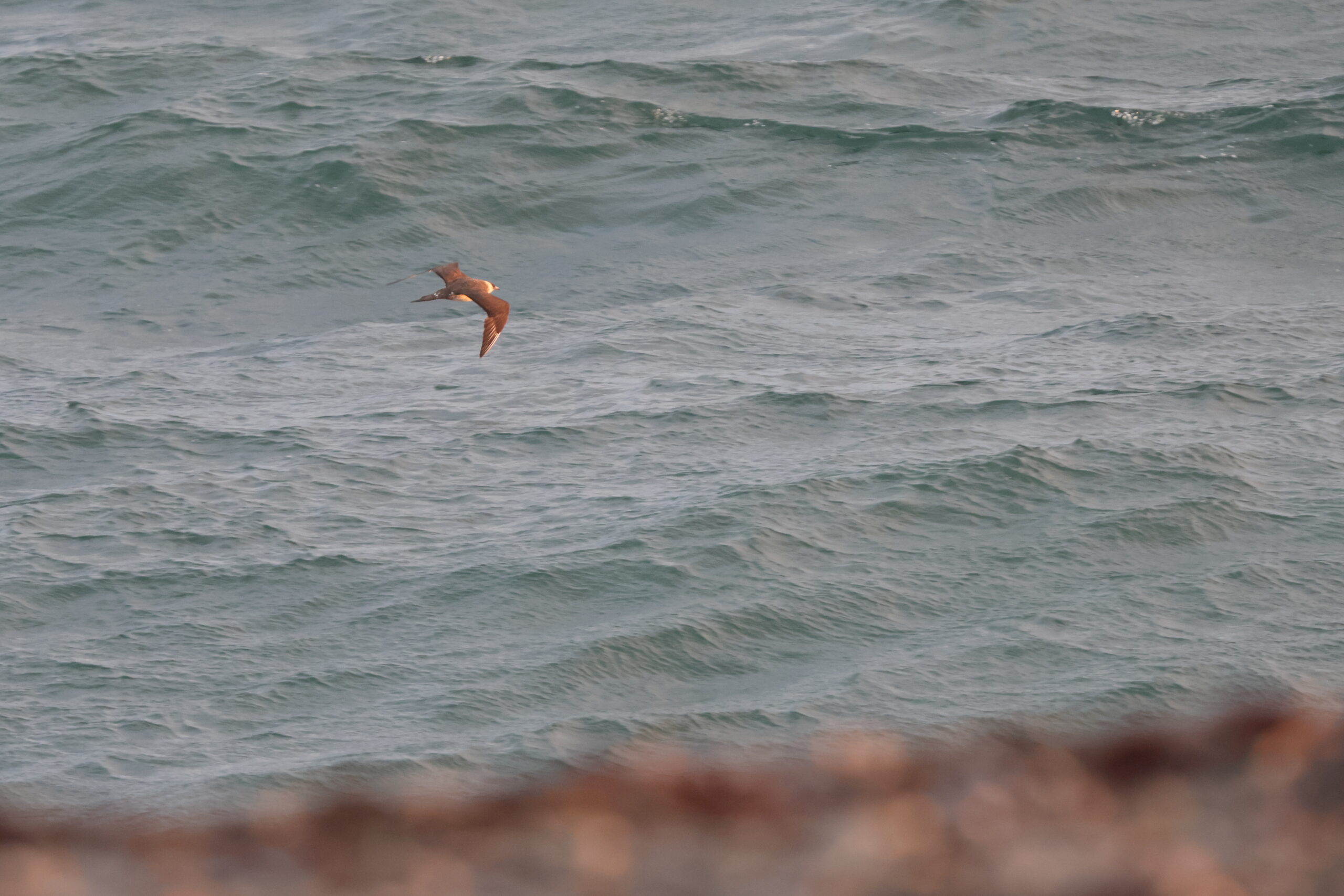 Pomarine Skua. Isle of Man, September 2024 © Neil G Morris.