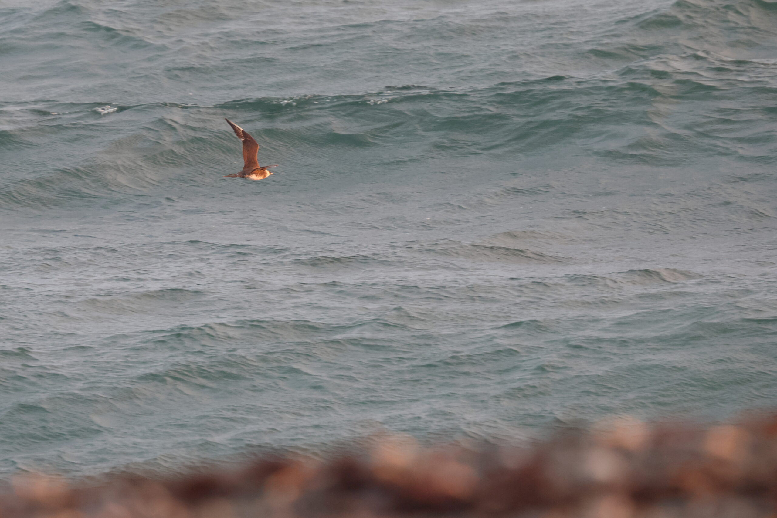 Pomarine Skua. Isle of Man, September 2024 © Neil G Morris.