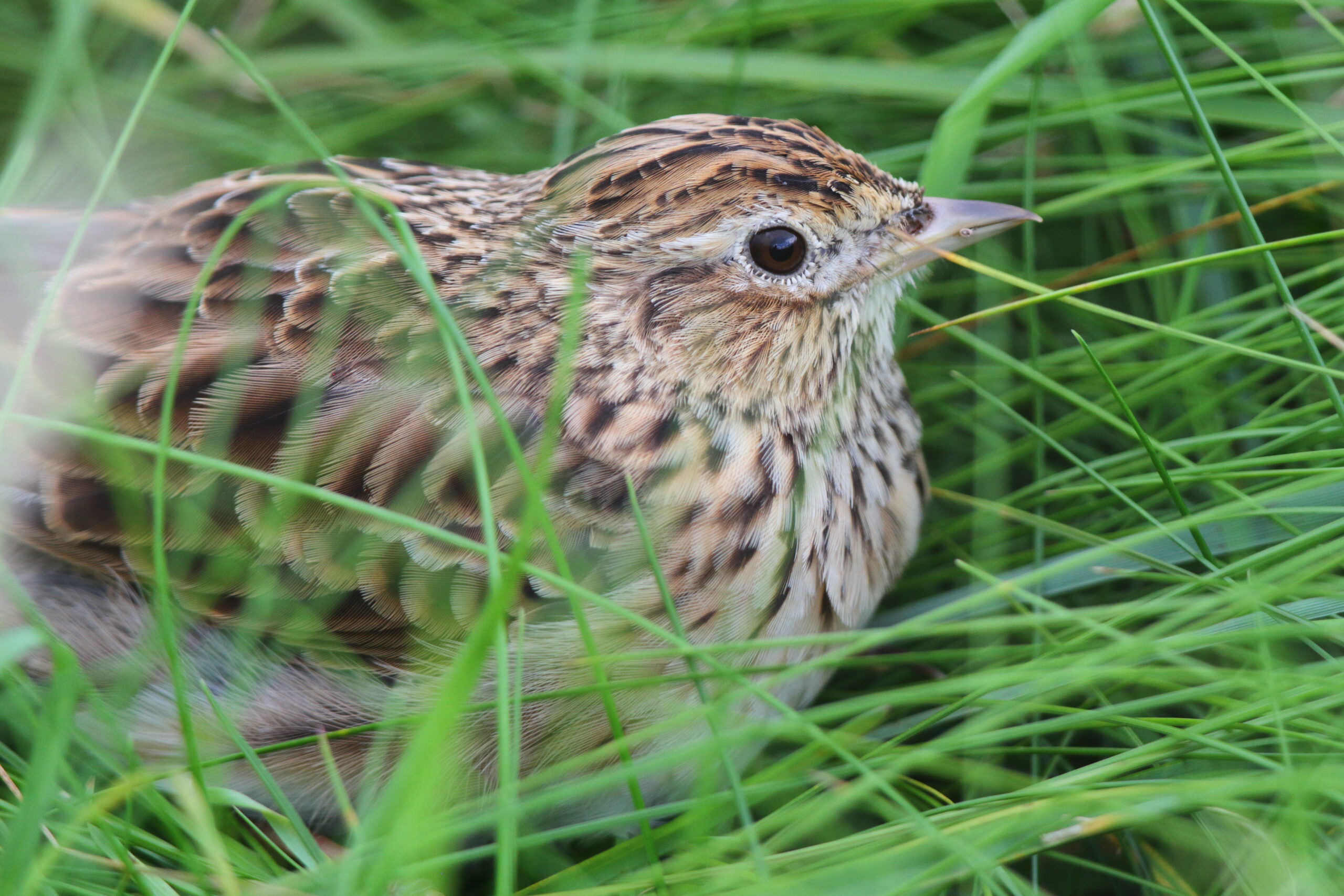 Skylark. Isle of Man, August 2020 © Neil G Morris.