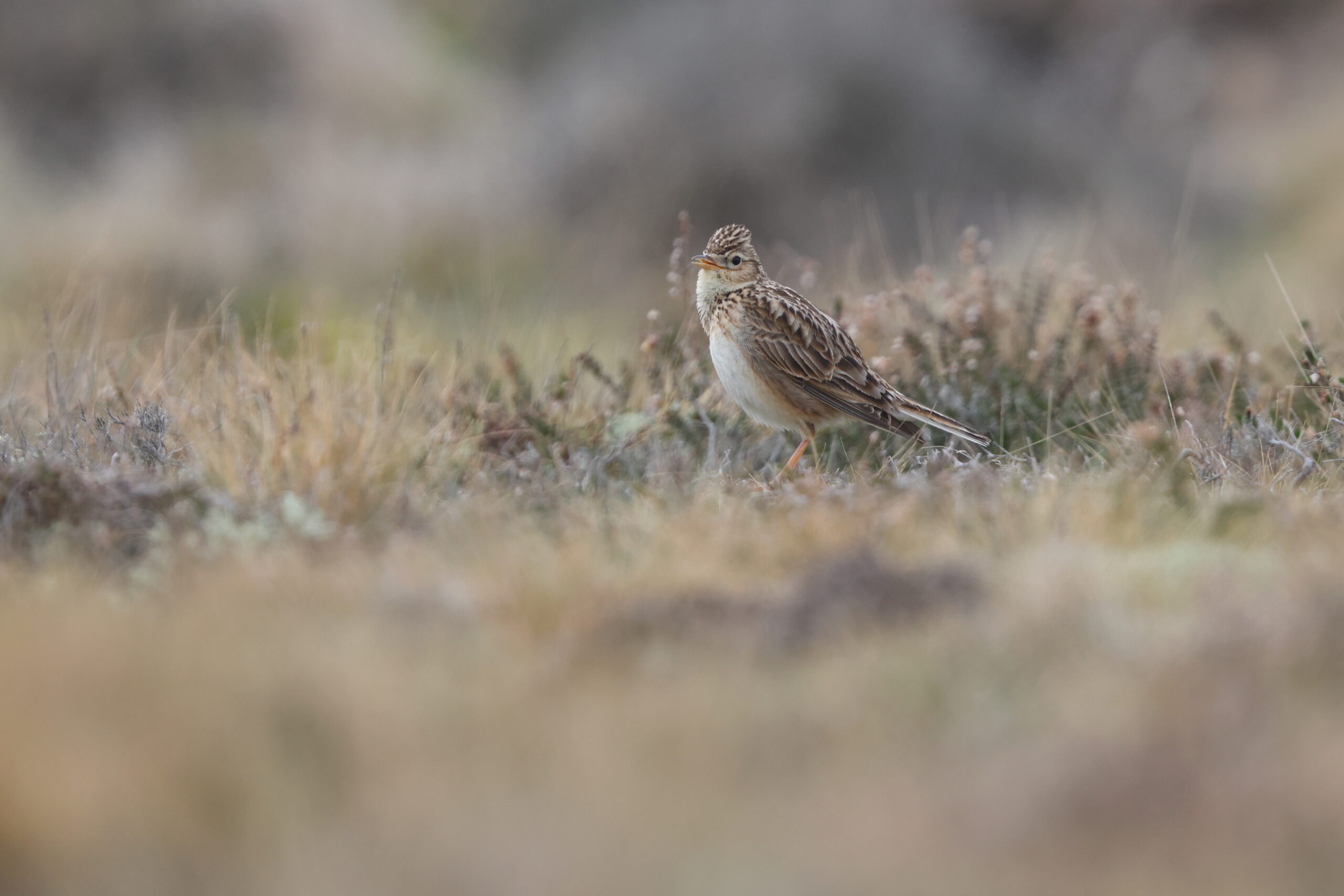 Skylark. Isle of Man, April 2023 © Neil G Morris.