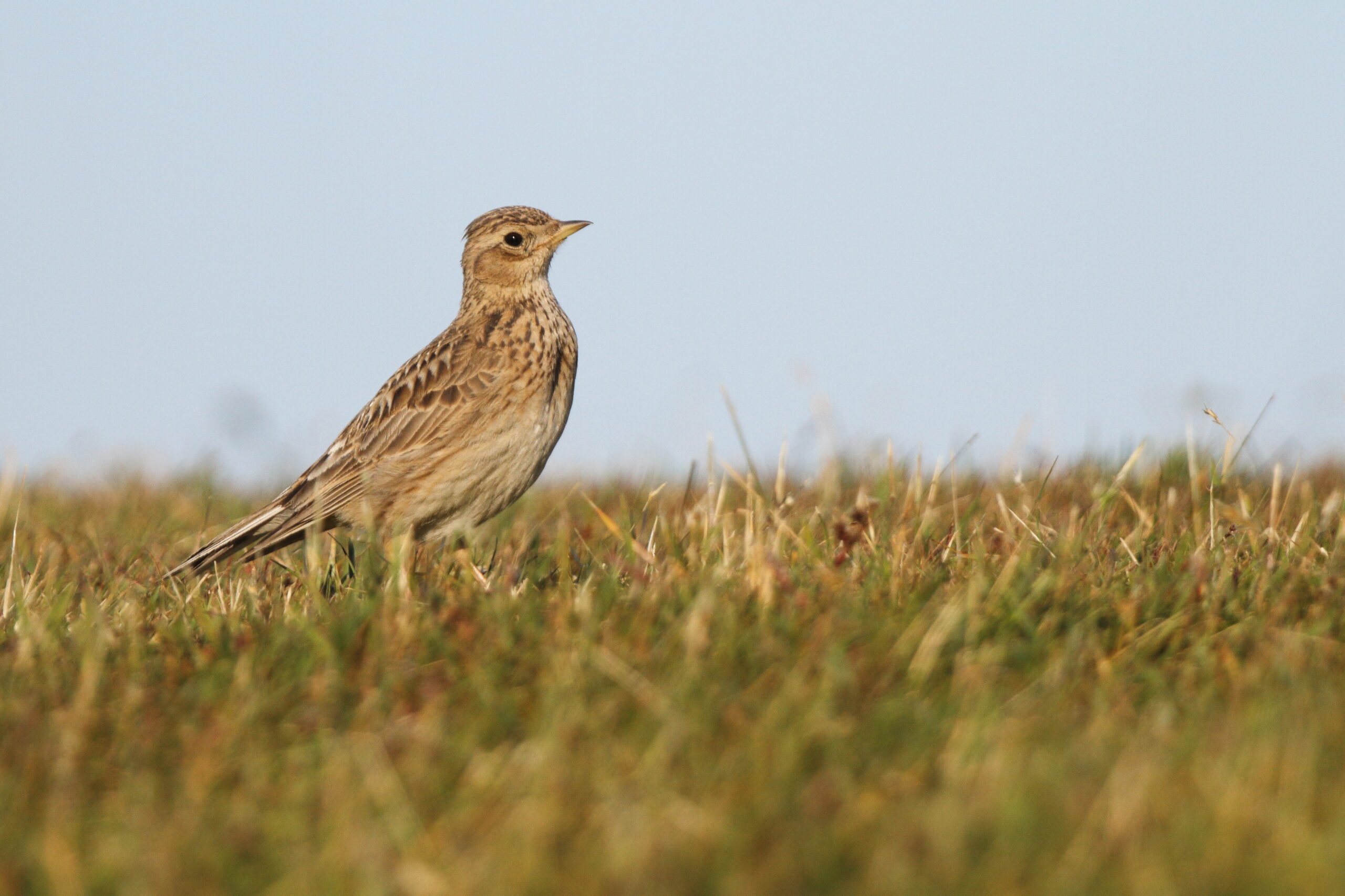 Skylark. Isle of Man, June 2022 © Neil G Morris.