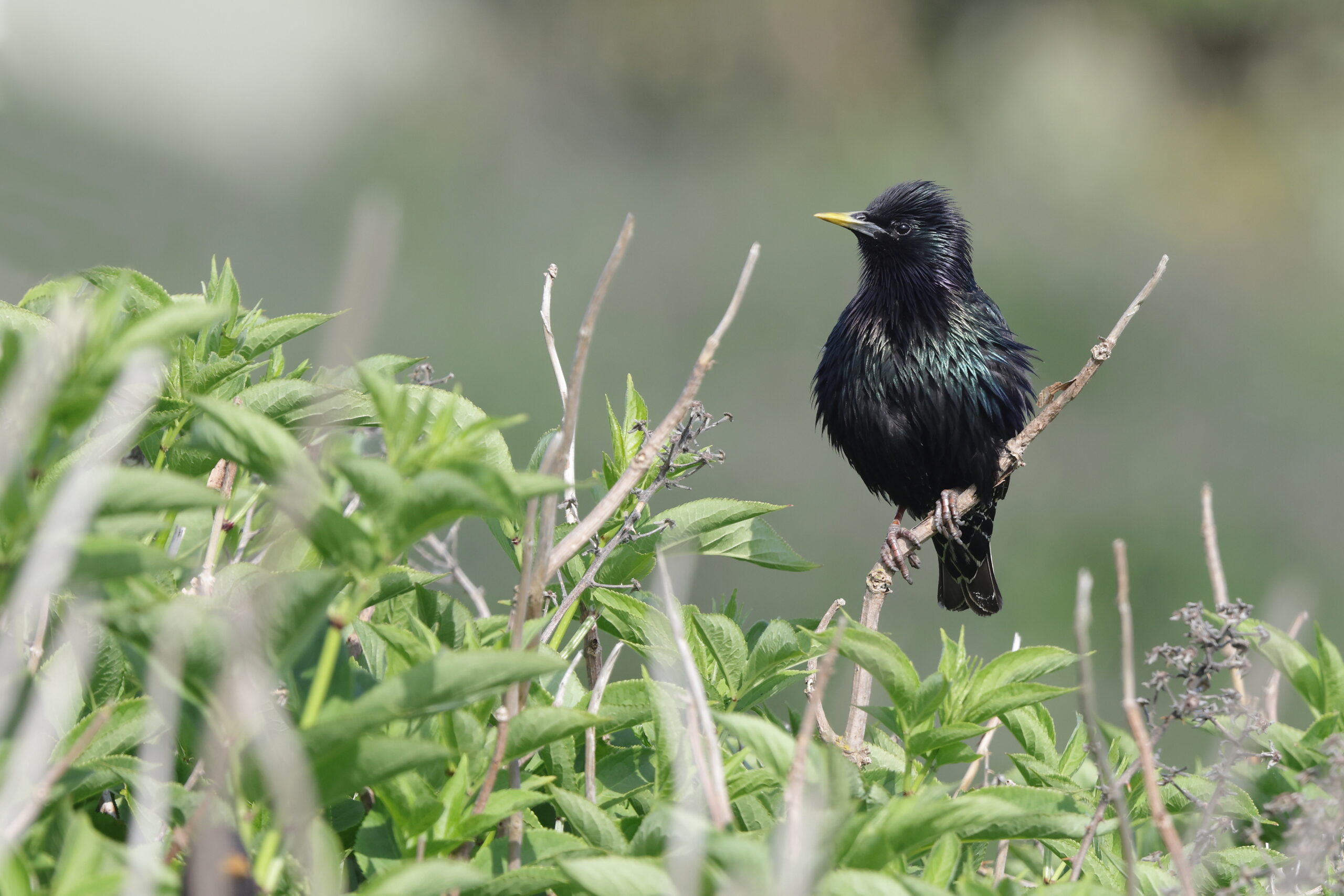 Starling. Isle of Man, May 2023 © Neil G Morris.
