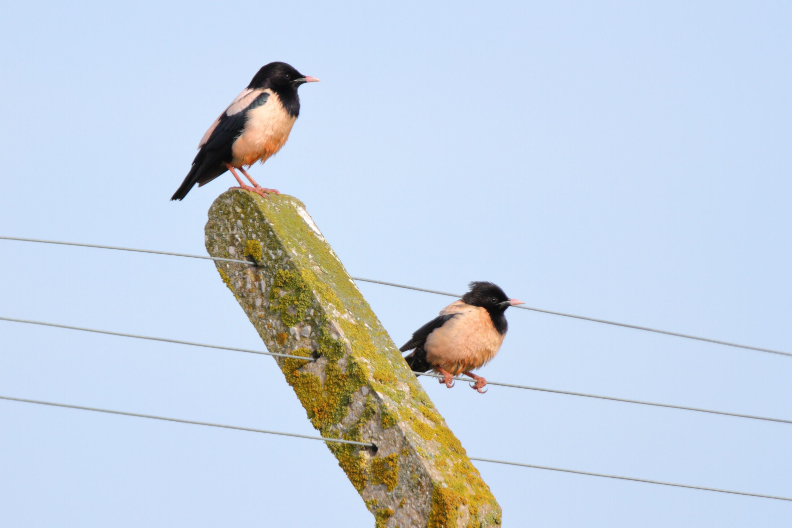 Rose-coloured Starling. Isle of Man, June 2021 © Neil G Morris.