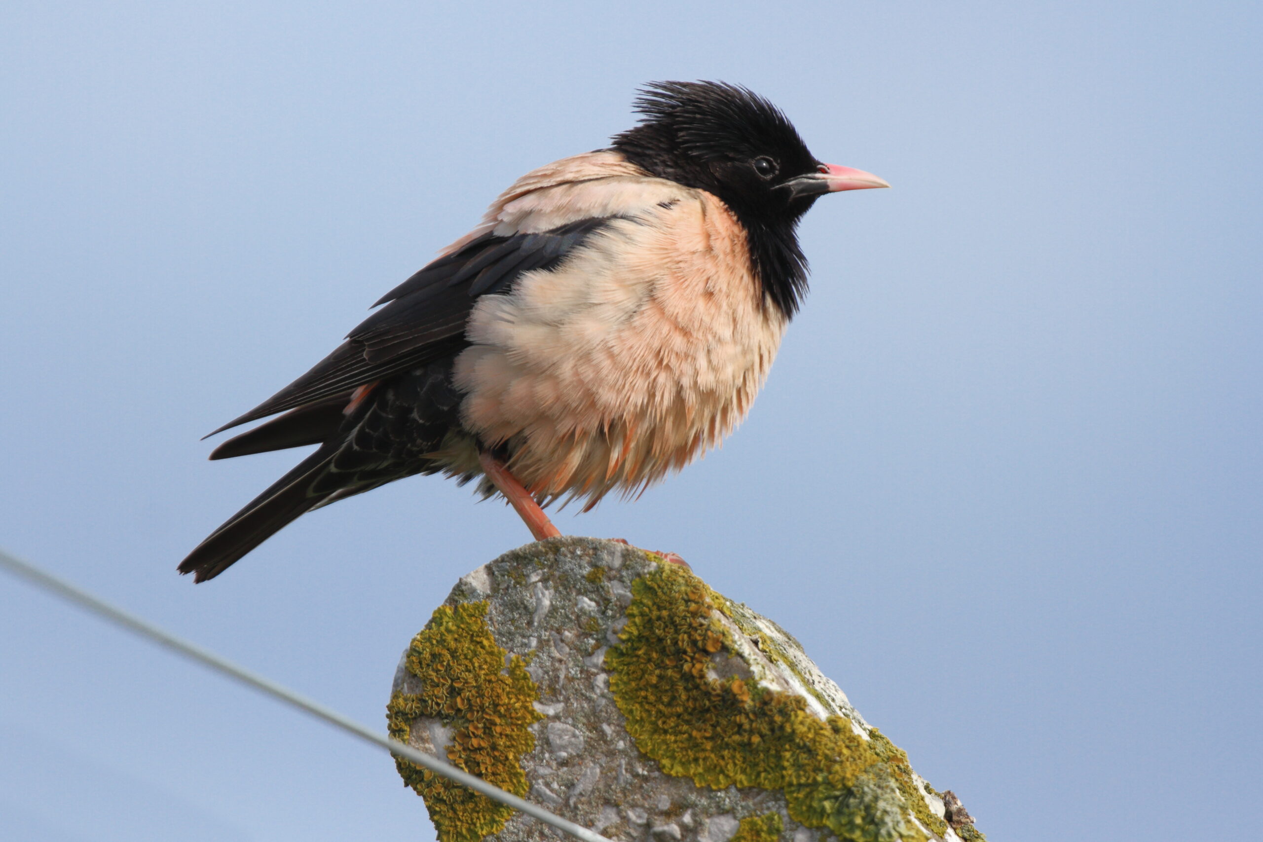 Rose-coloured Starling. Isle of Man, June 2021 © Neil G Morris.