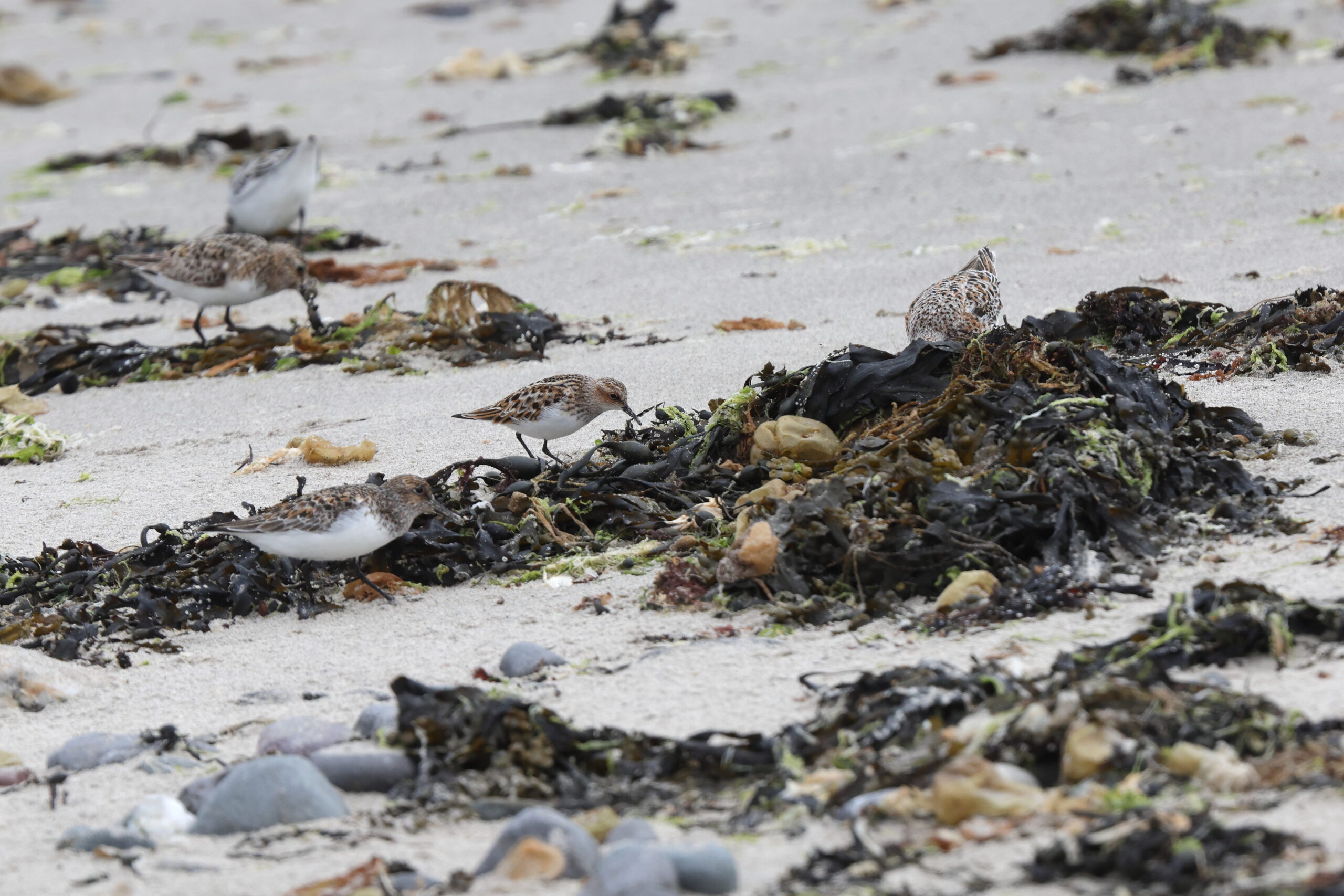 Little Stint. Isle of Man, May 2023 © Neil G Morris.