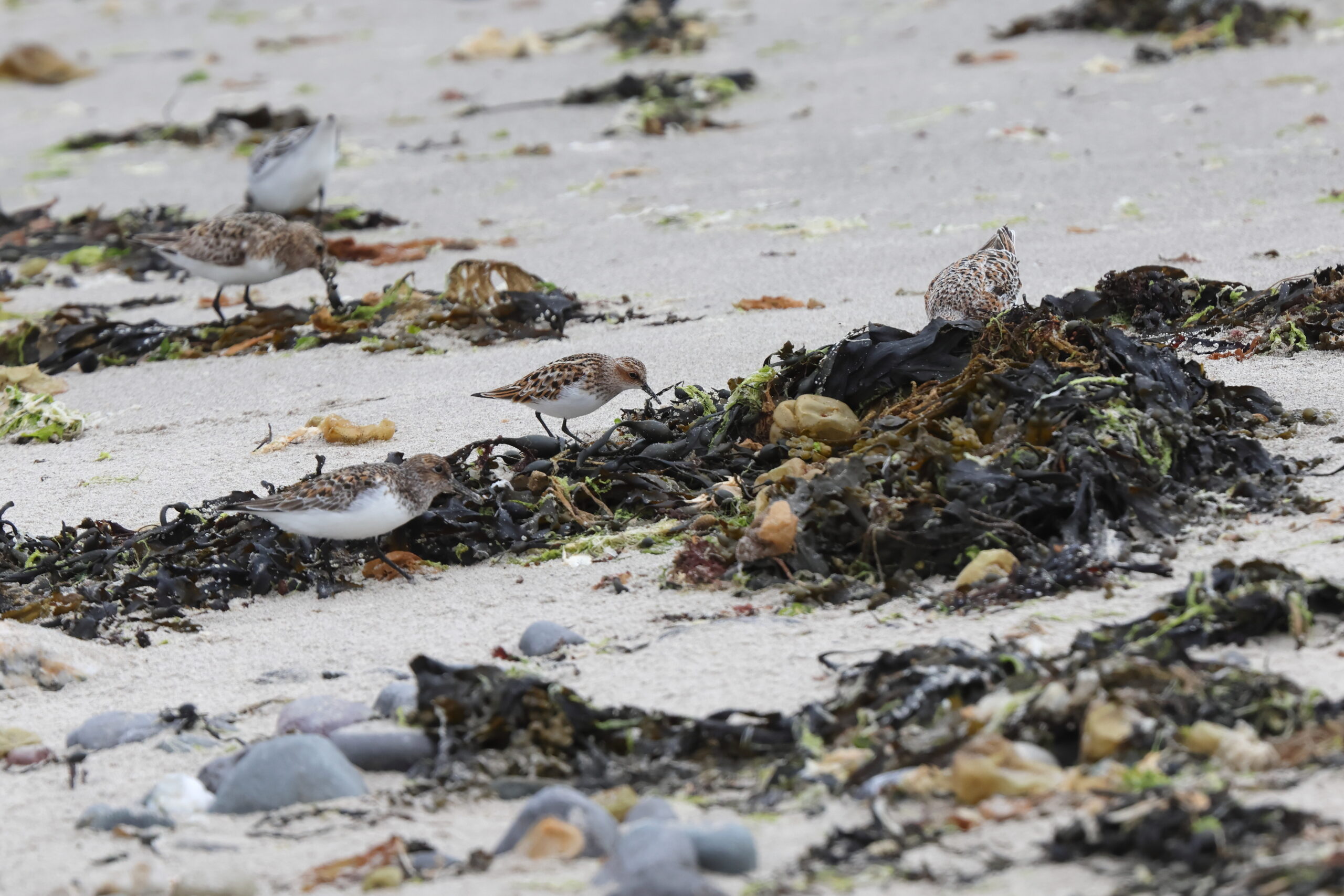 Little Stint. Isle of Man, June 2023 © Neil G Morris.