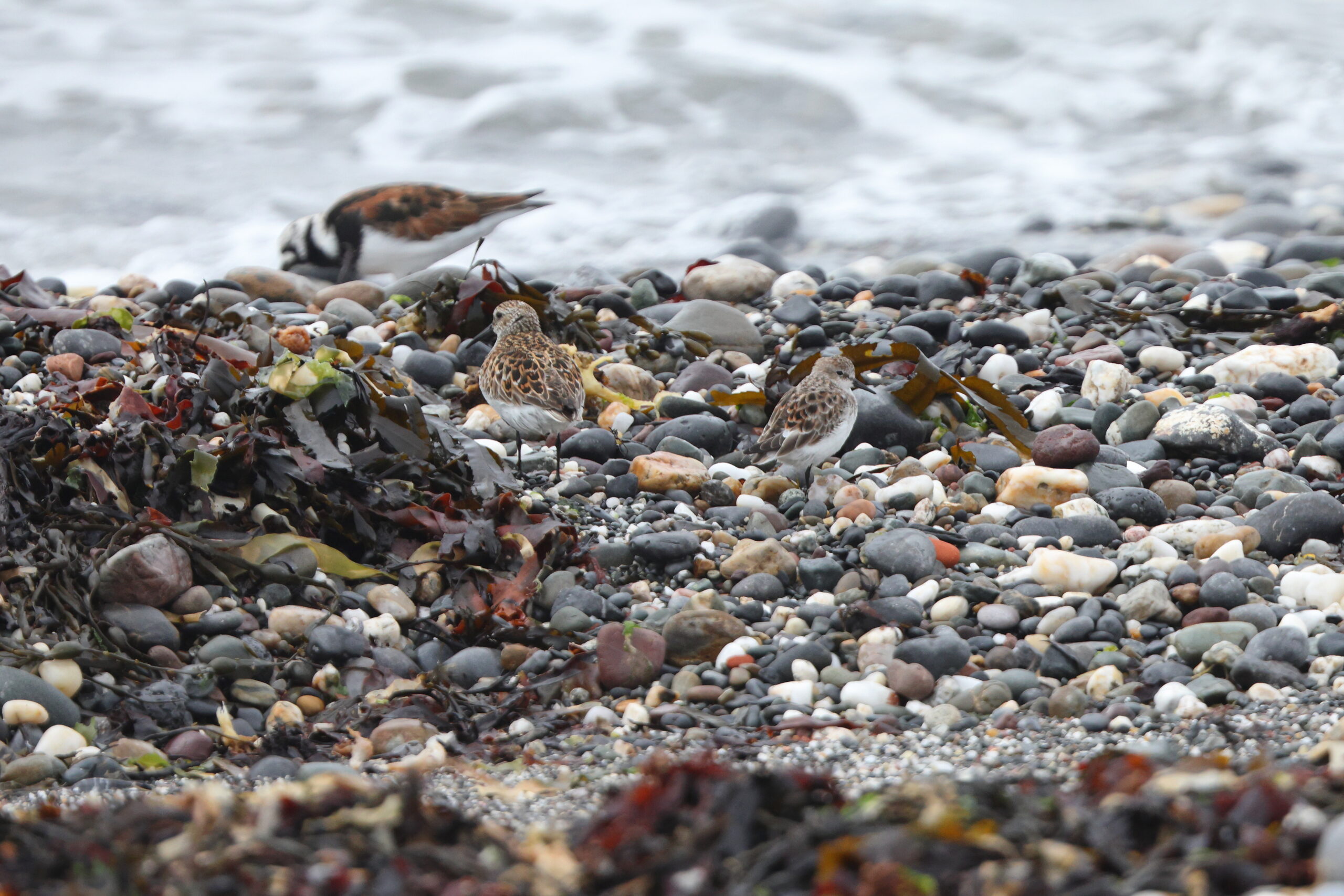 Little Stint. Isle of Man, May 2024 © Neil G Morris.