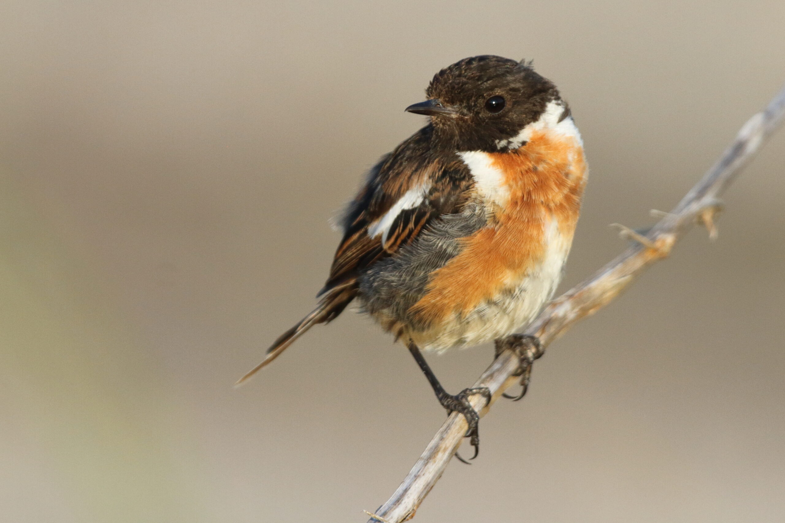 Stonechat. Isle of Man, August 2018 © Neil G Morris.