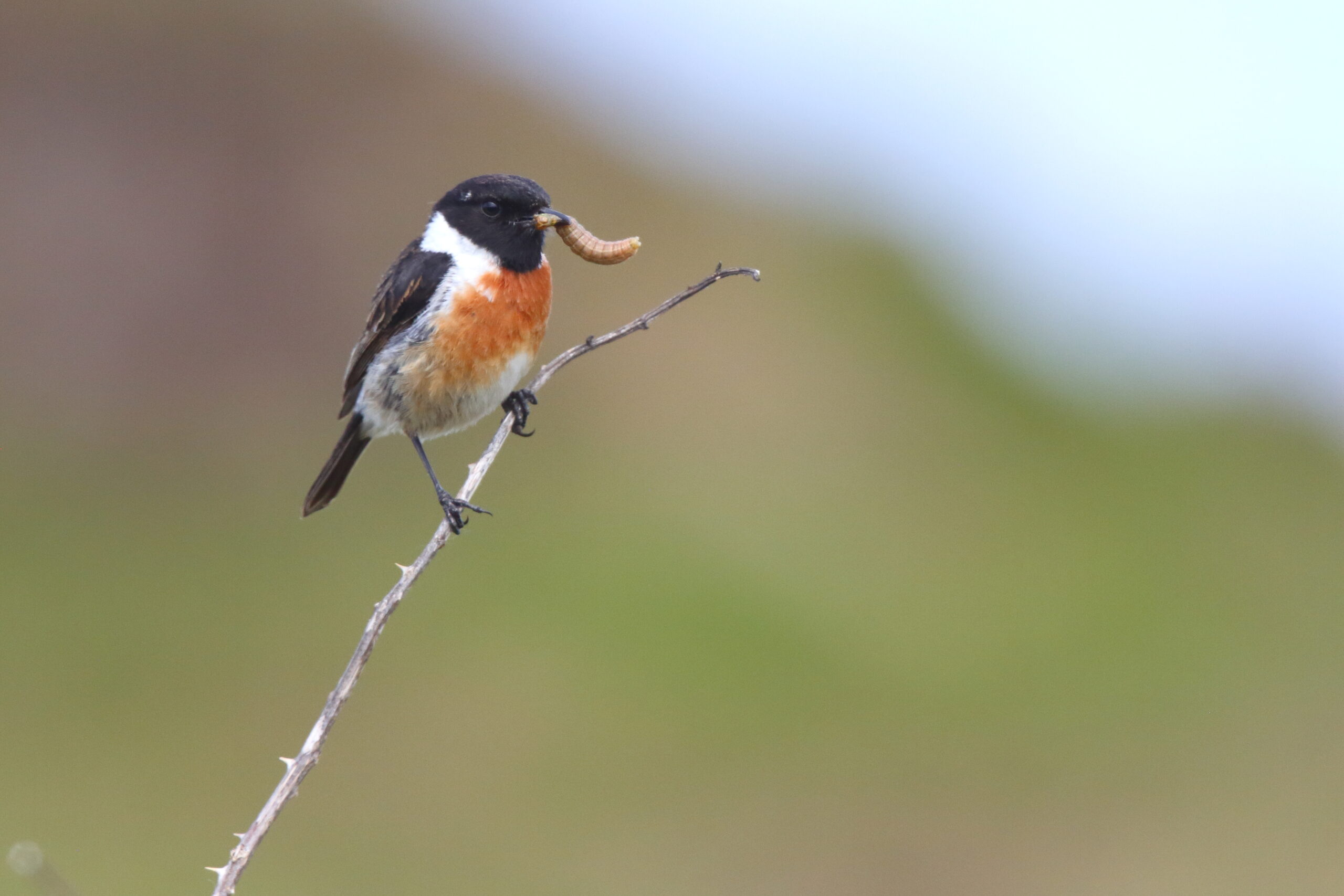 Stonechat. Isle of Man, June 2020 © Neil G Morris.