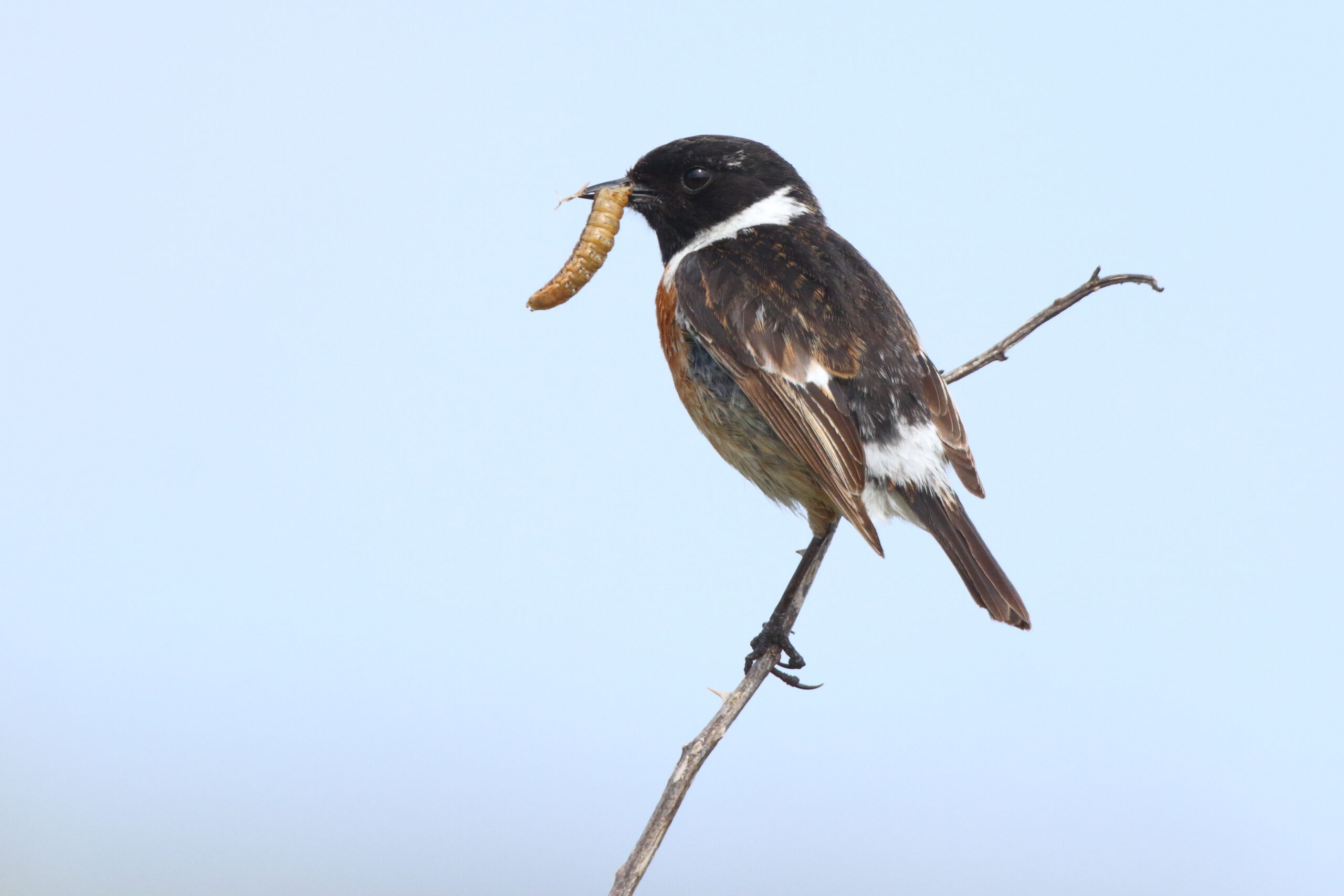 Stonechat. Isle of Man, June 2020 © Neil G Morris.