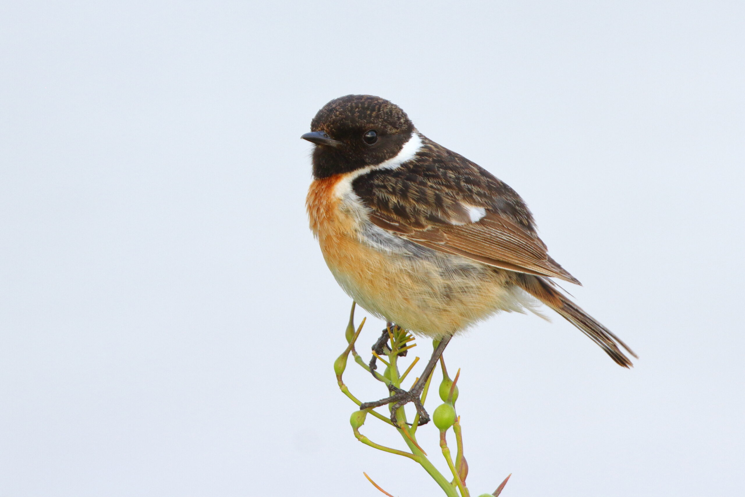 Stonechat. Isle of Man, June 2021 © Neil G Morris.