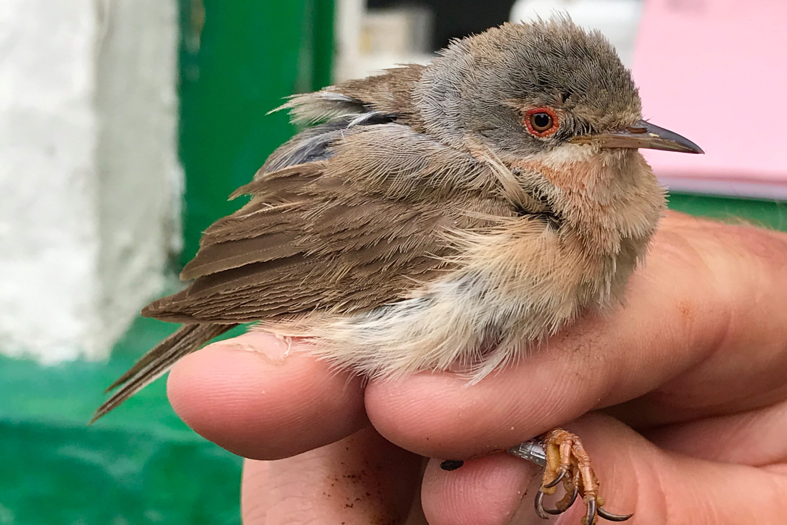 Western Subalpine Warbler. Isle of Man, June 2021 © Neil G Morris.