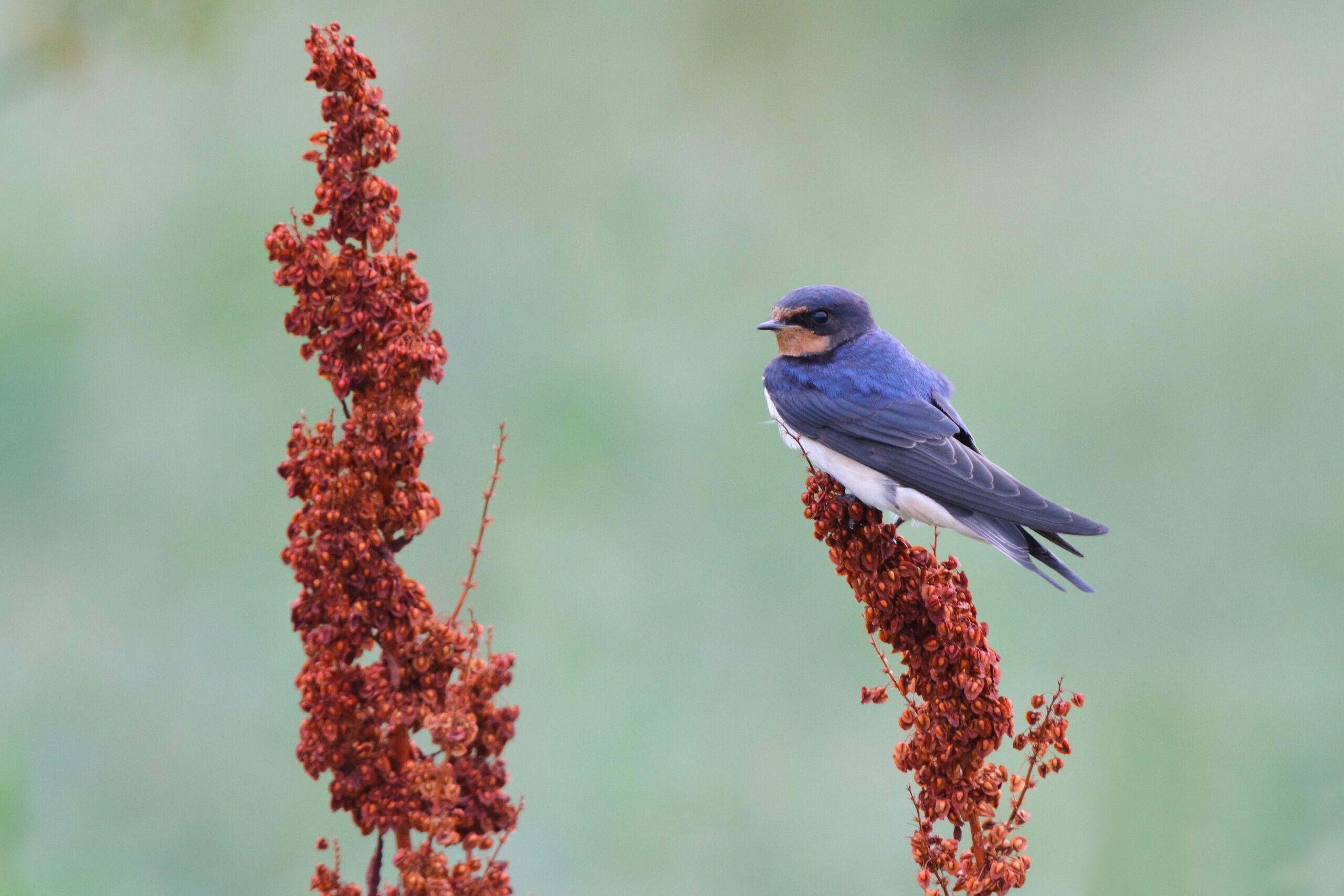 Swallow. Isle of Man, August 2021 © Neil G Morris.