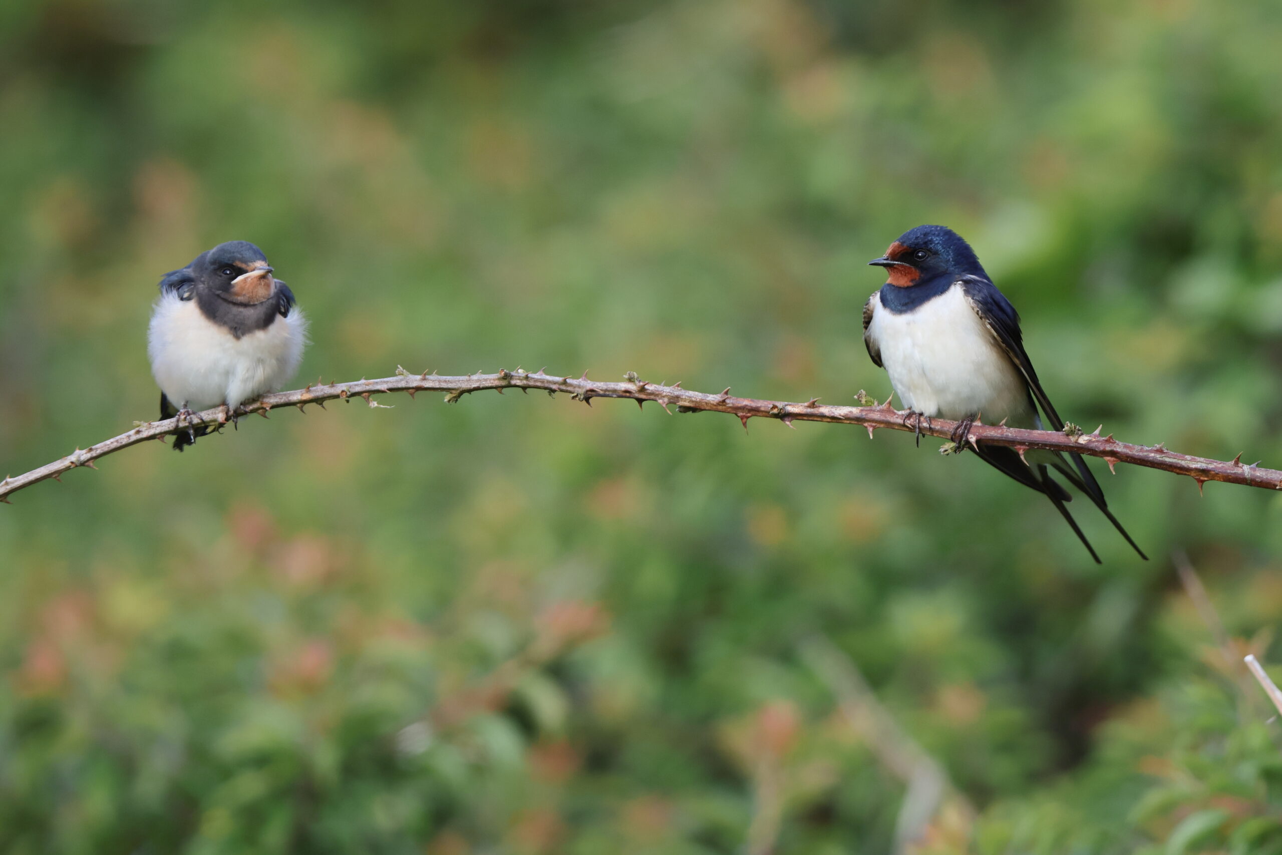 Swallow. Isle of Man, June 2024 © Neil G Morris.