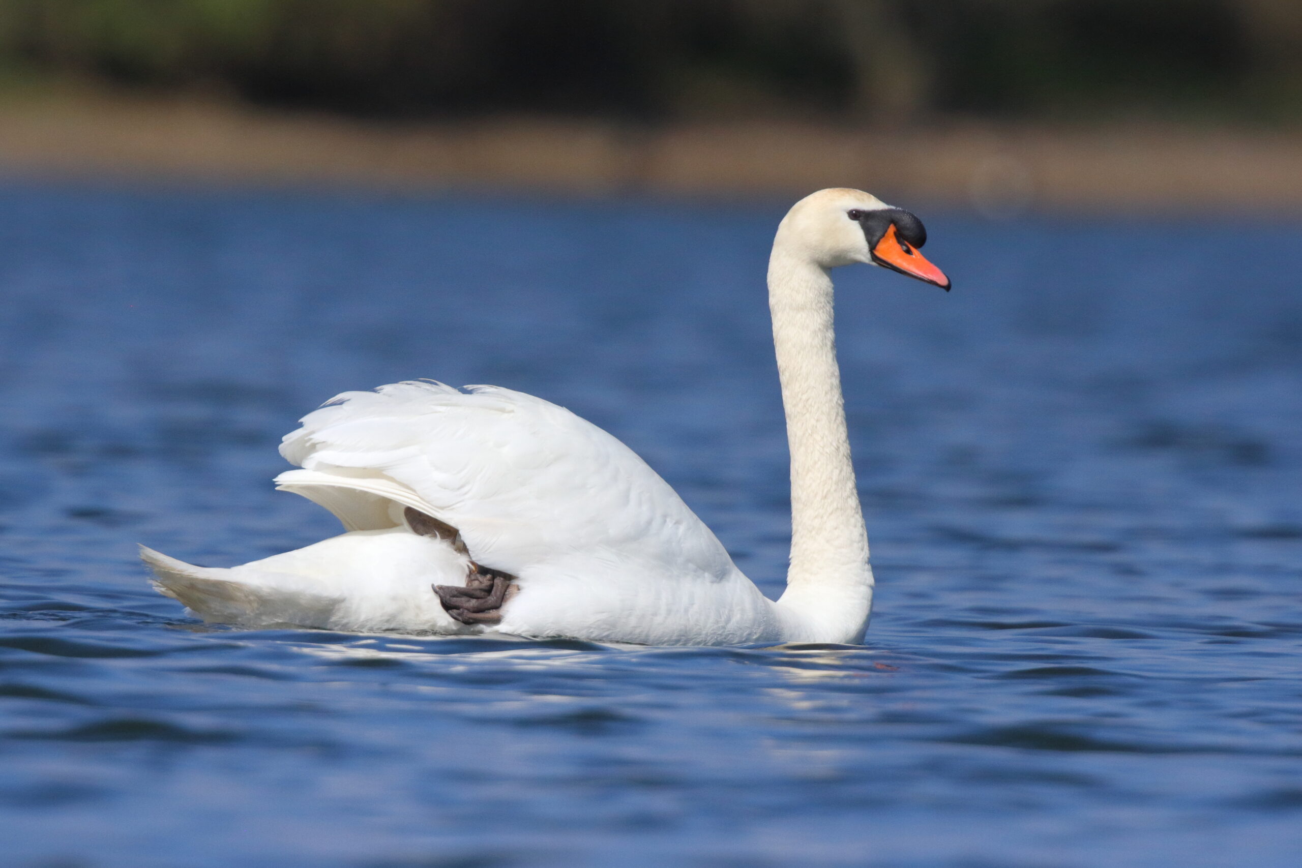 Mute Swan. Isle of Man, May 2020 © Neil G Morris.