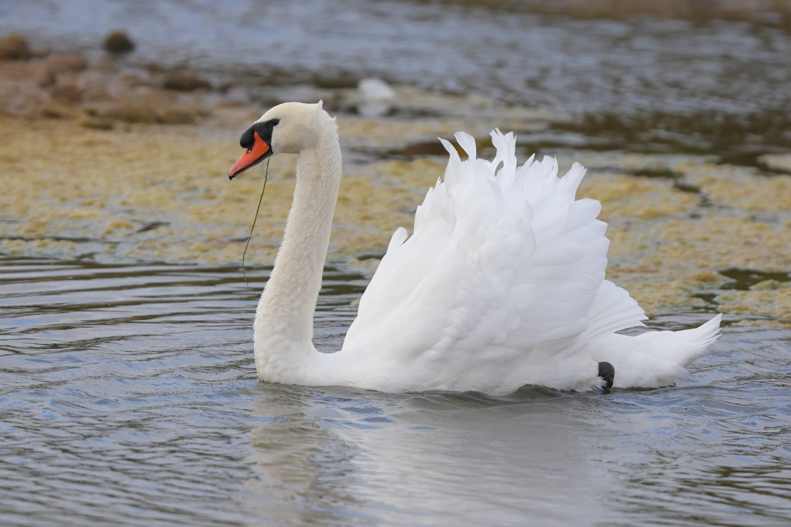 Mute Swan. Isle of Man, August 2023 © Neil G Morris.