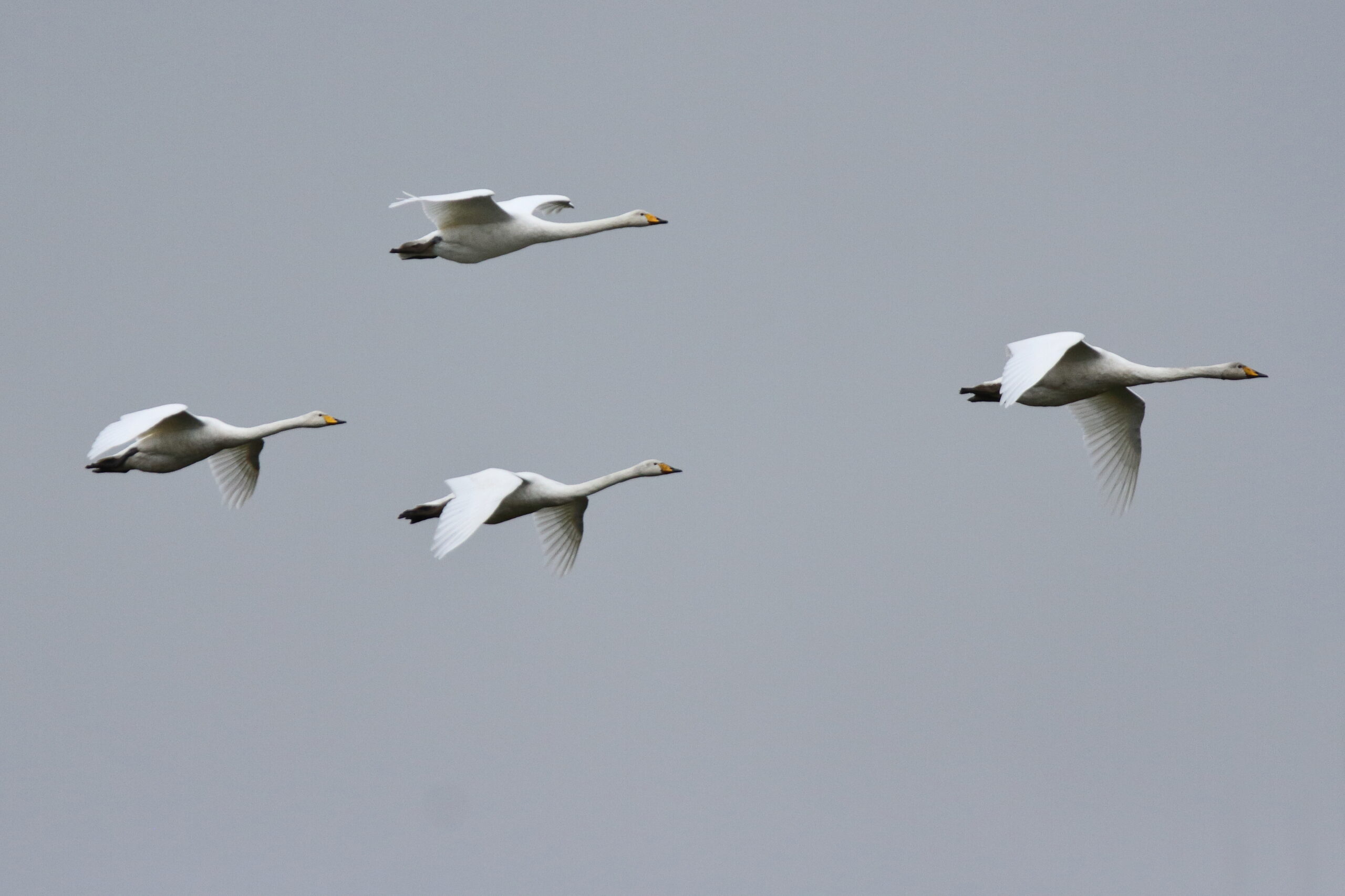 Whooper Swan. Isle of Man, October 2021 © Neil G Morris.
