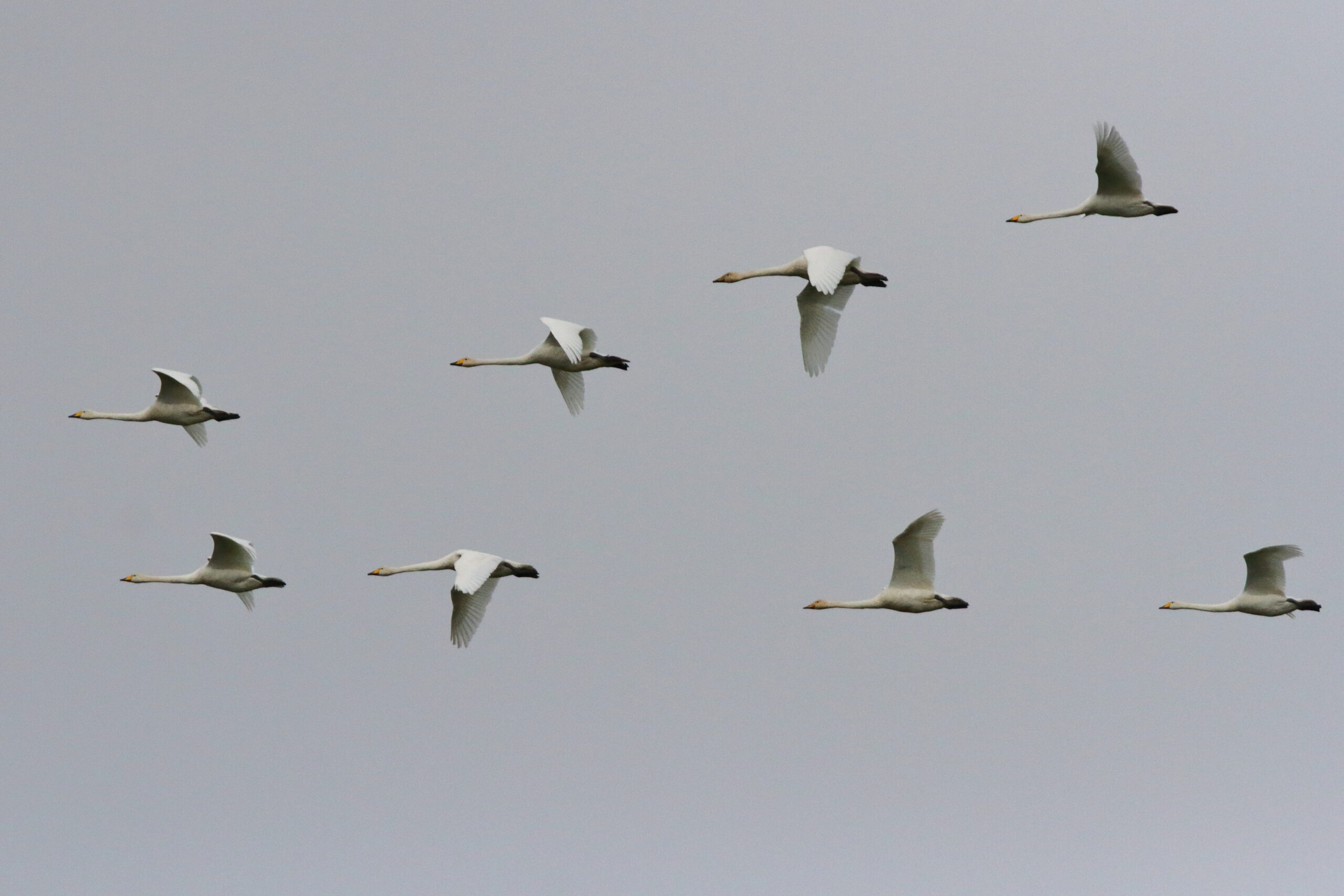 Whooper Swan. Isle of Man, October 2018 © Neil G Morris.