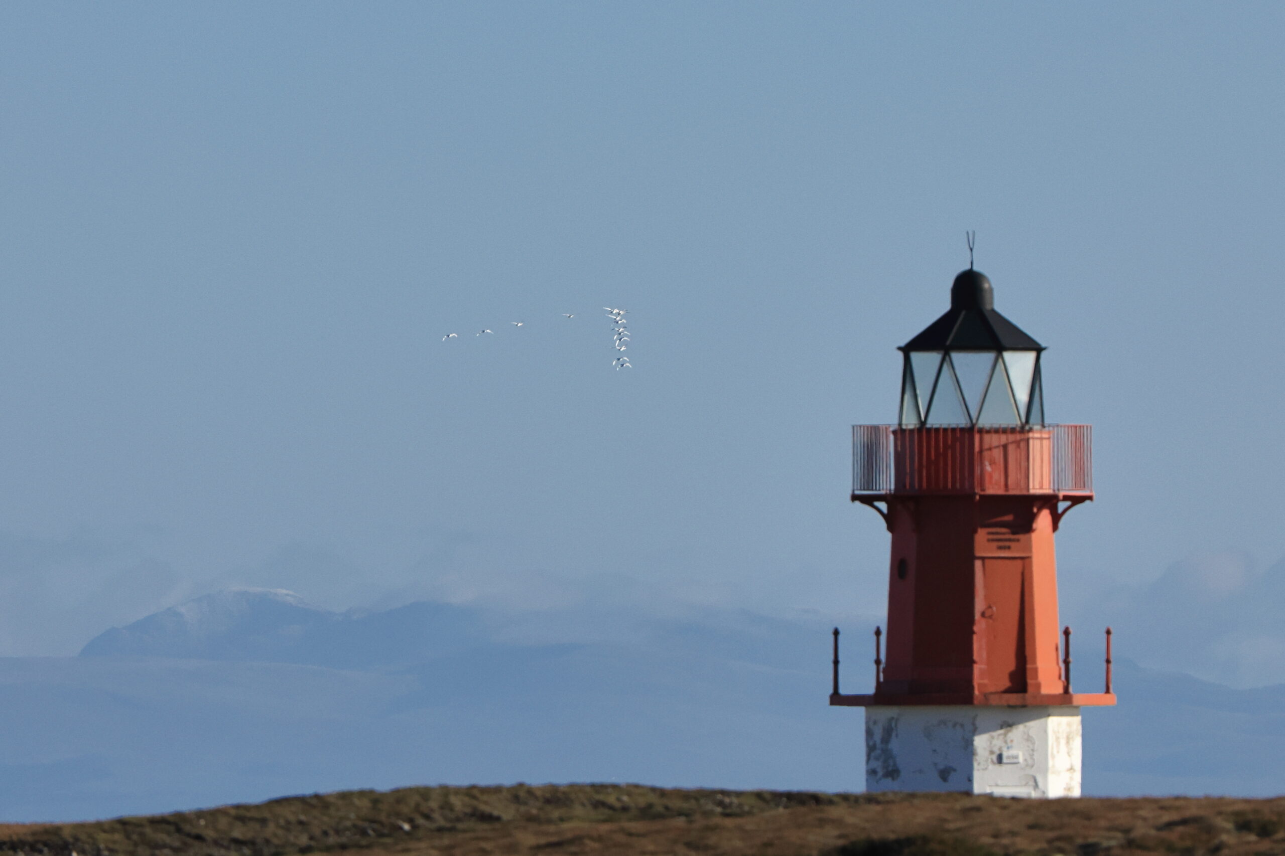 Whooper Swan. Isle of Man, November 2023 © Neil G Morris.