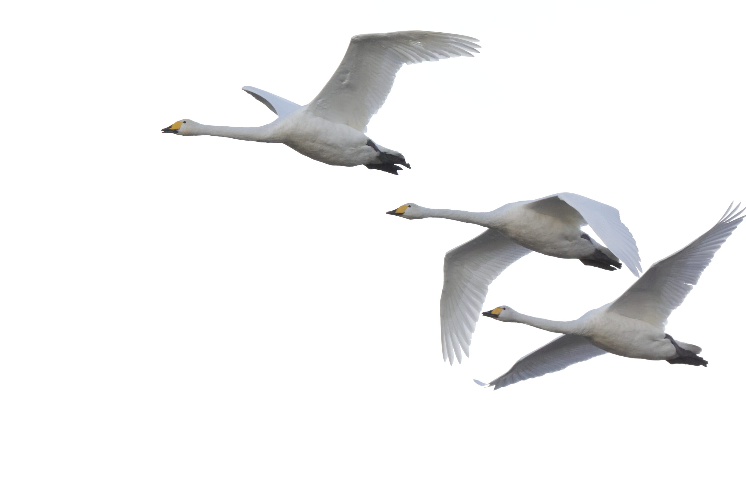 Whooper Swan. Isle of Man, November 2023 © Neil G Morris.
