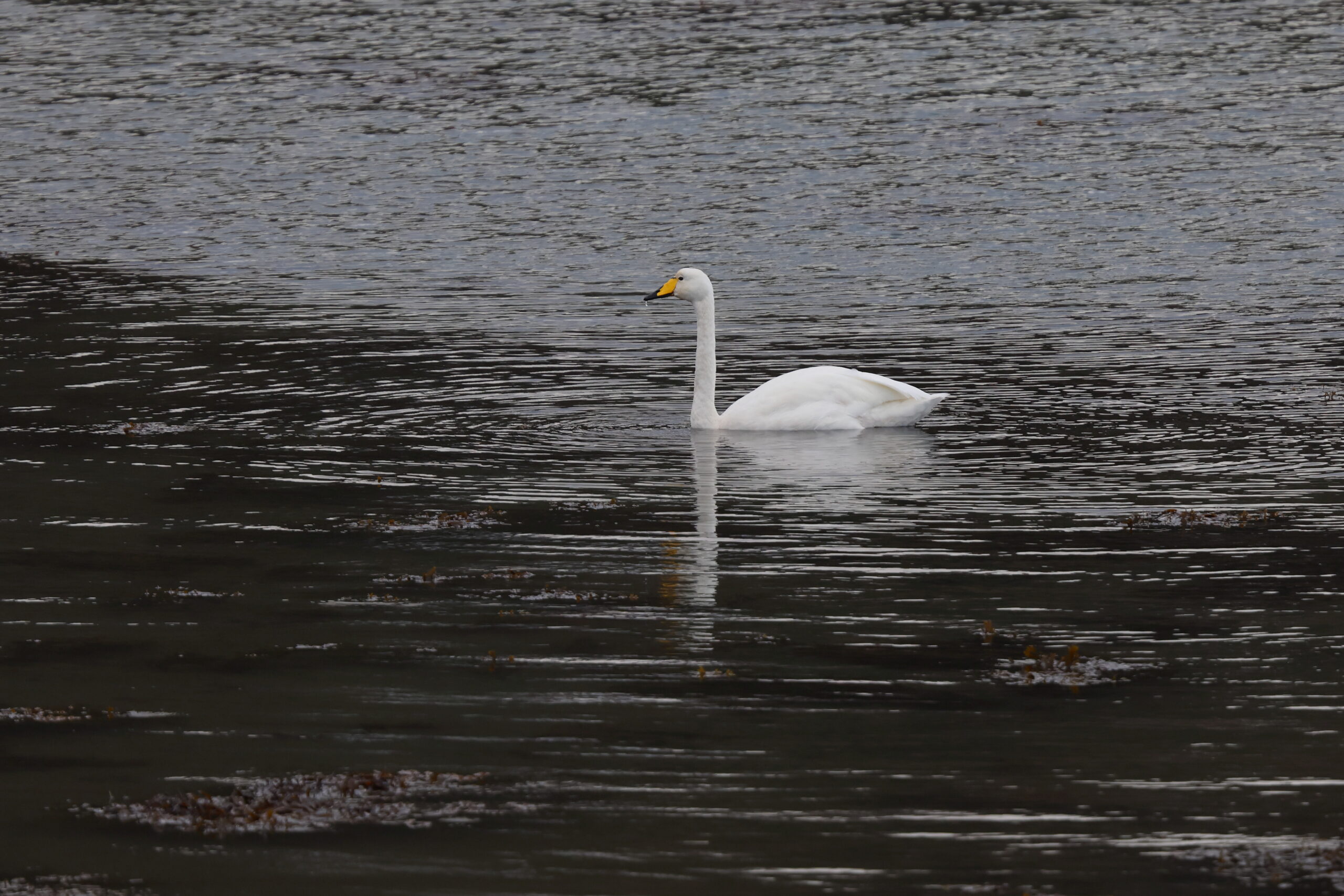 Whooper Swan. Isle of Man, October 2024 © Neil G Morris.
