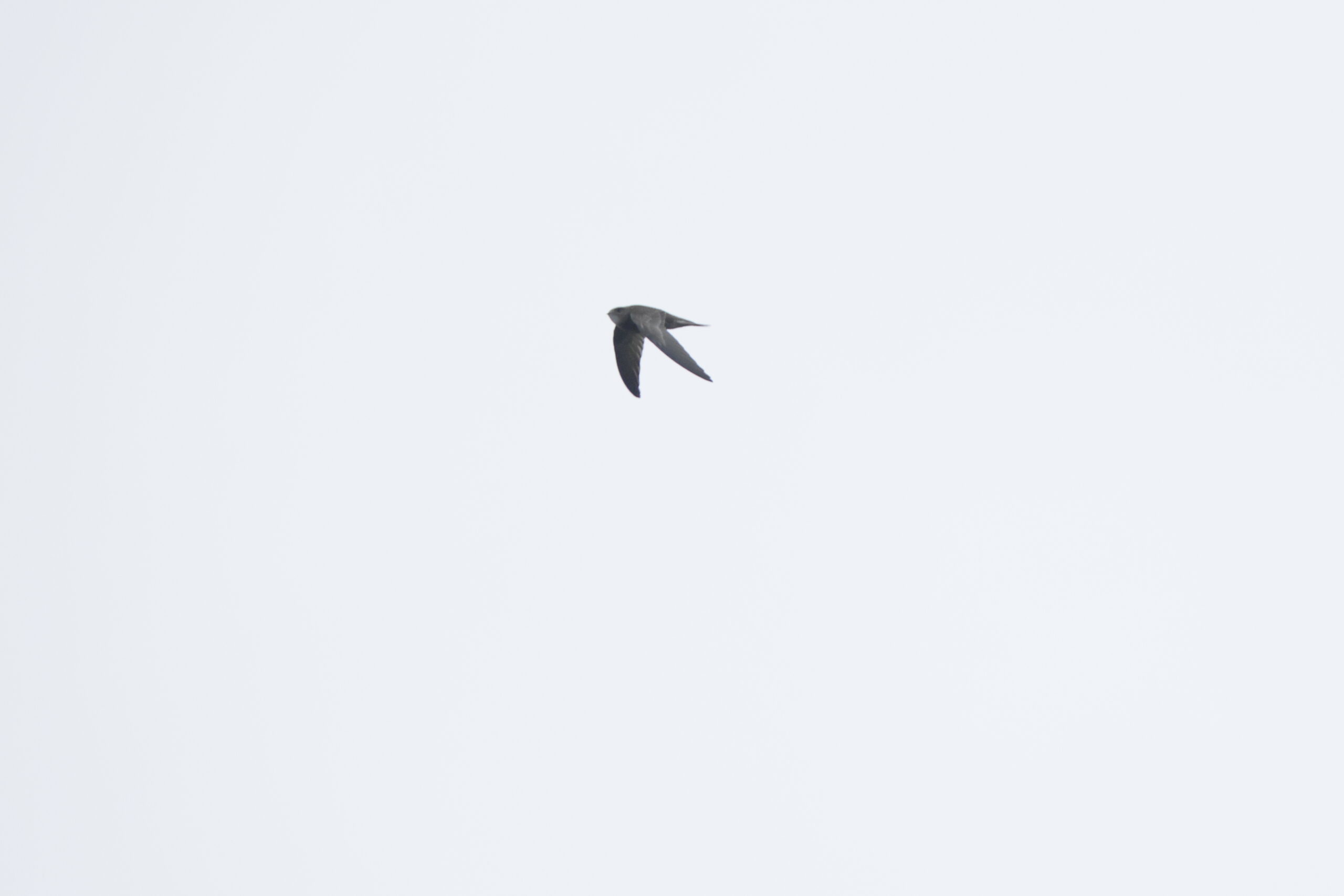 Pallid Swift. Isle of Man, November 2024 © Neil G Morris.