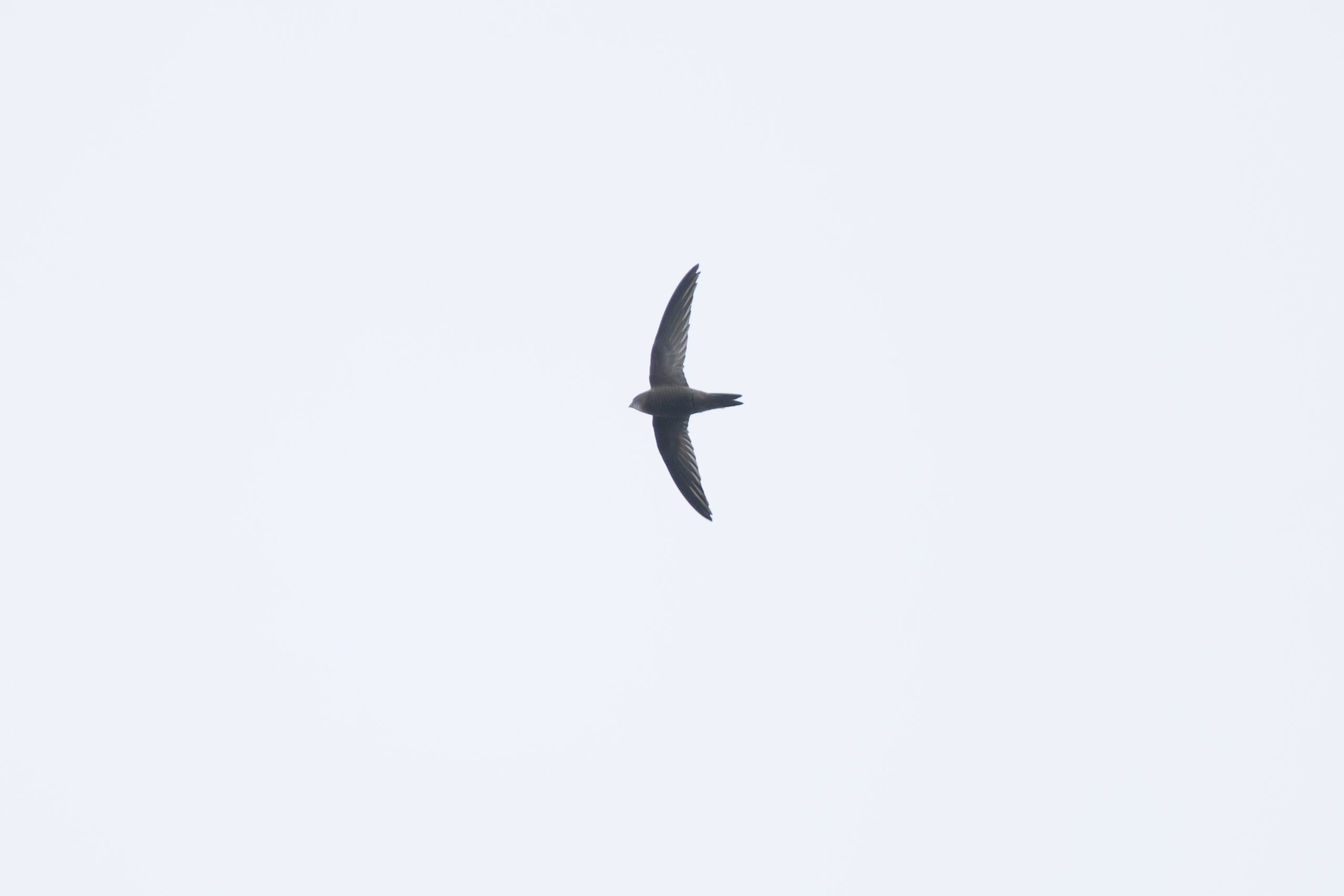 Pallid Swift. Isle of Man, November 2024 © Neil G Morris.