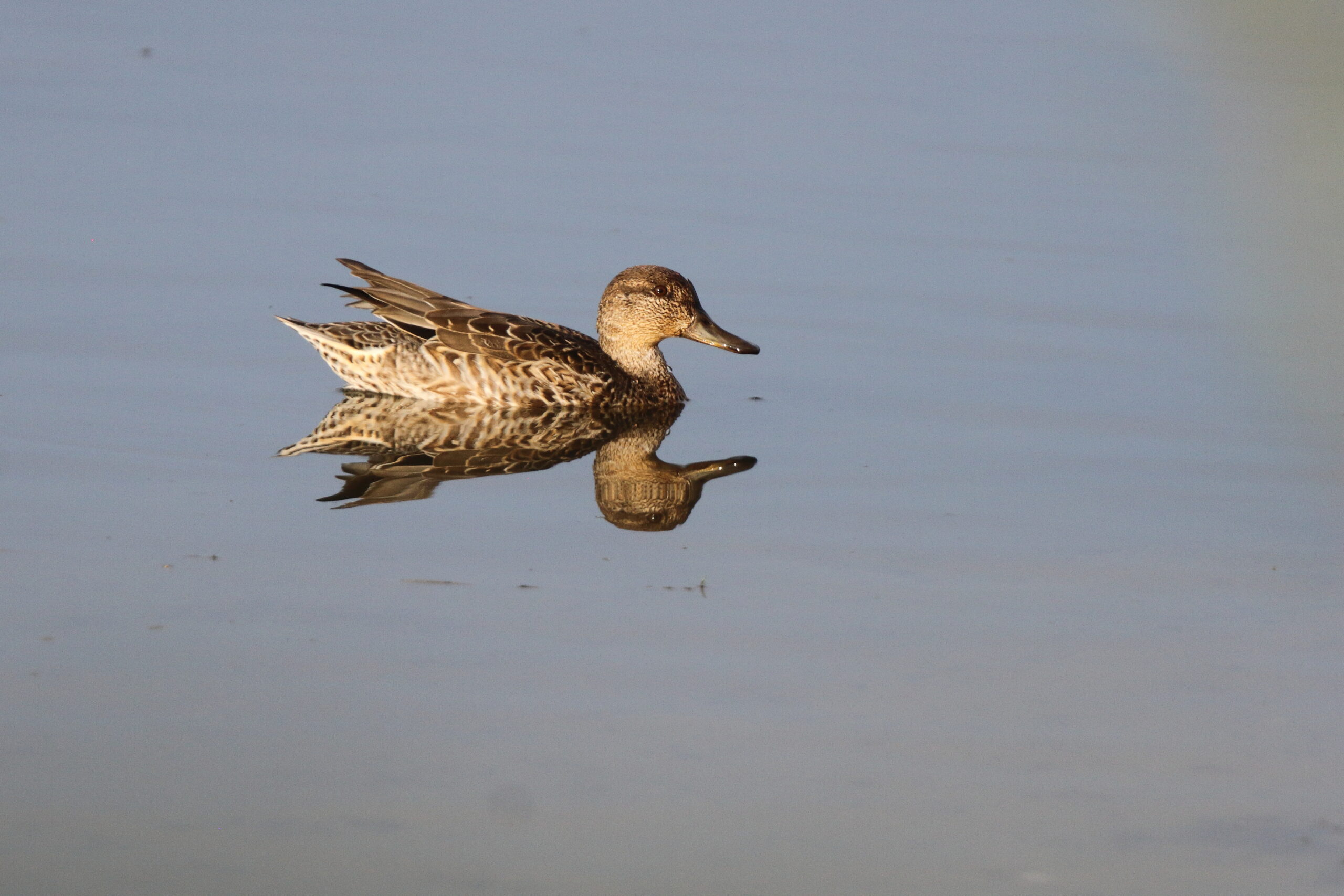 Teal. Isle of Man, September 2021 © Neil G Morris.