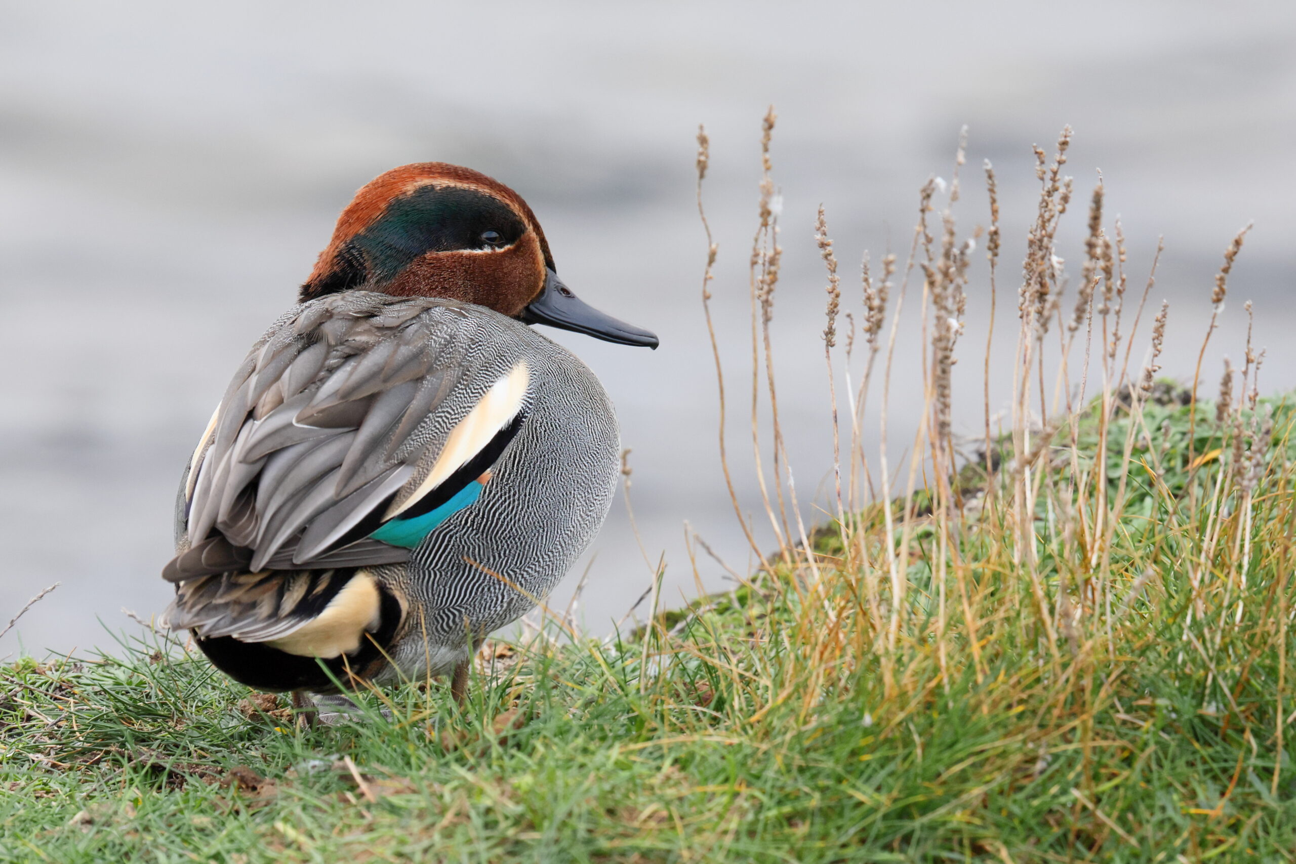 Teal. Isle of Man, November 2024 © Neil G Morris.
