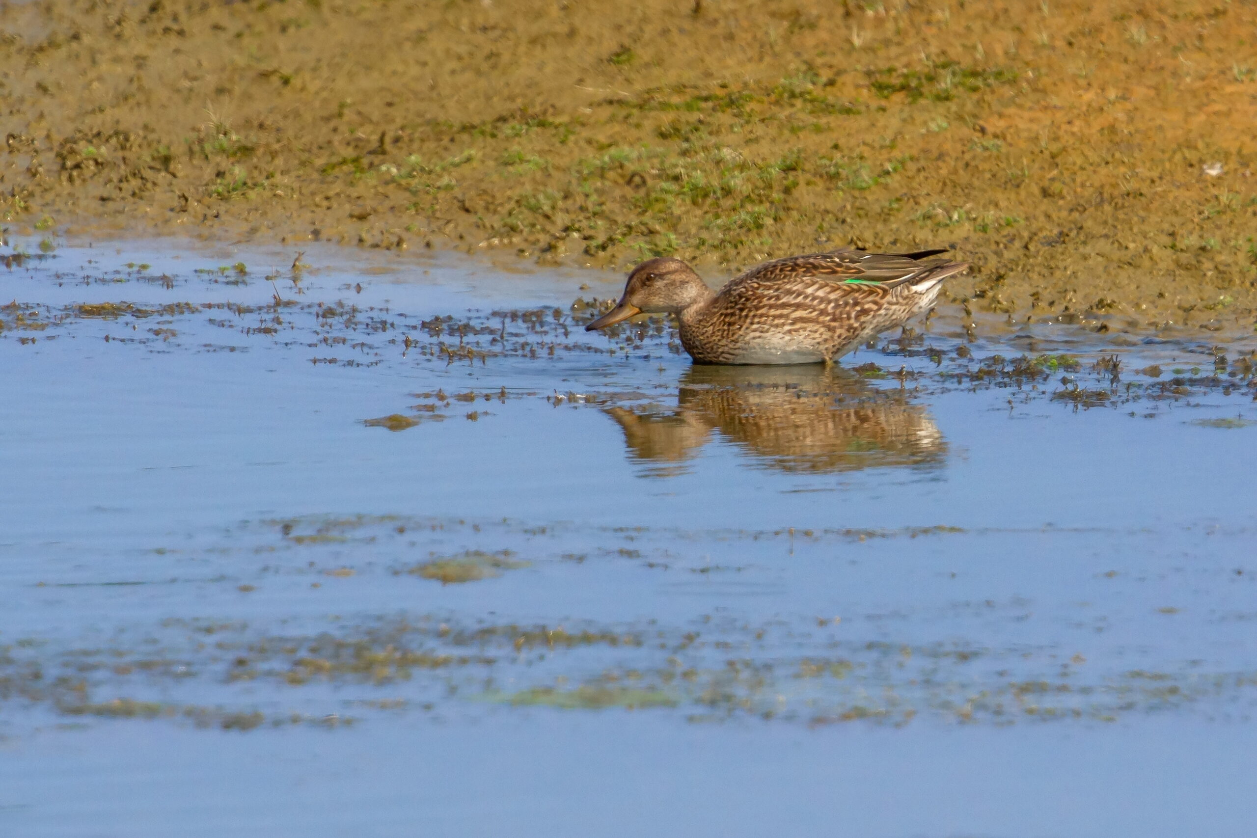 Teal. Isle of Man, August 2020 © Neil G Morris.