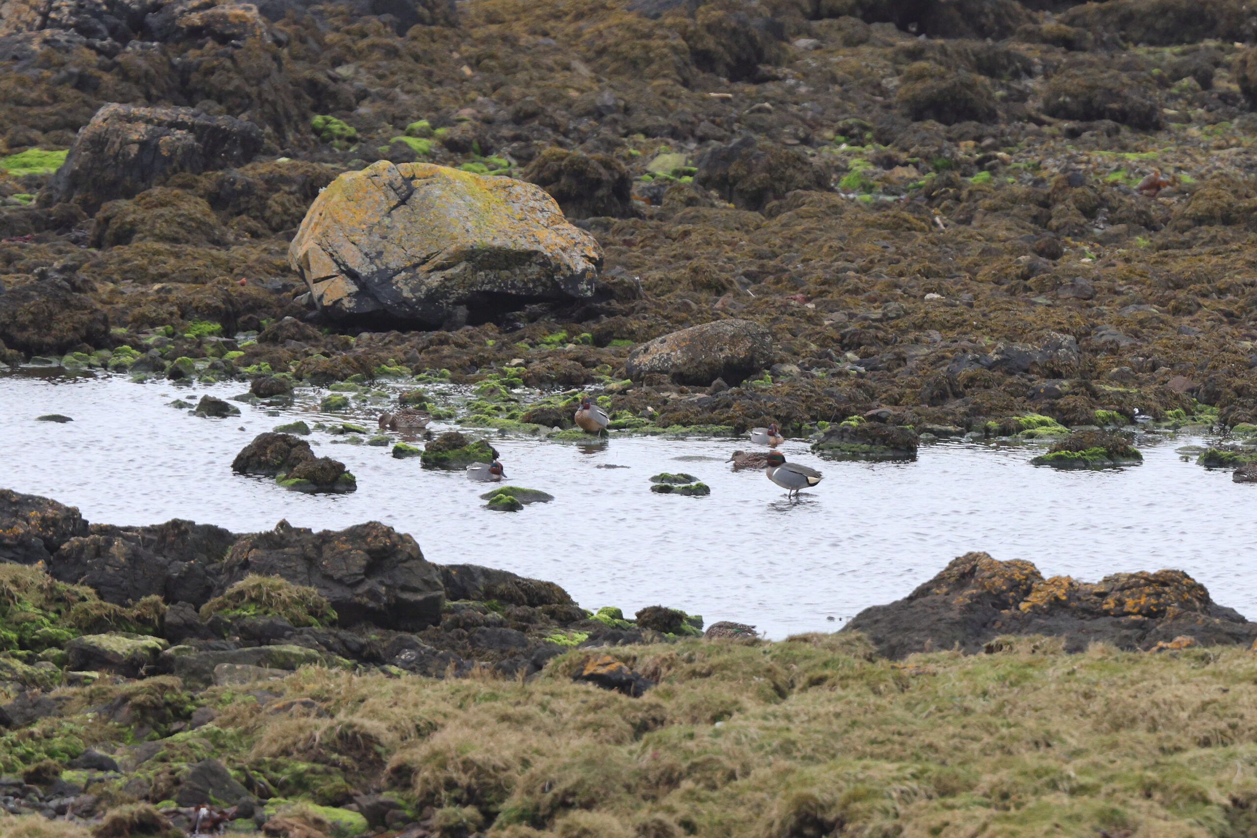 'Green-winged' Teal. Isle of Man, March 2024 © Neil G Morris.