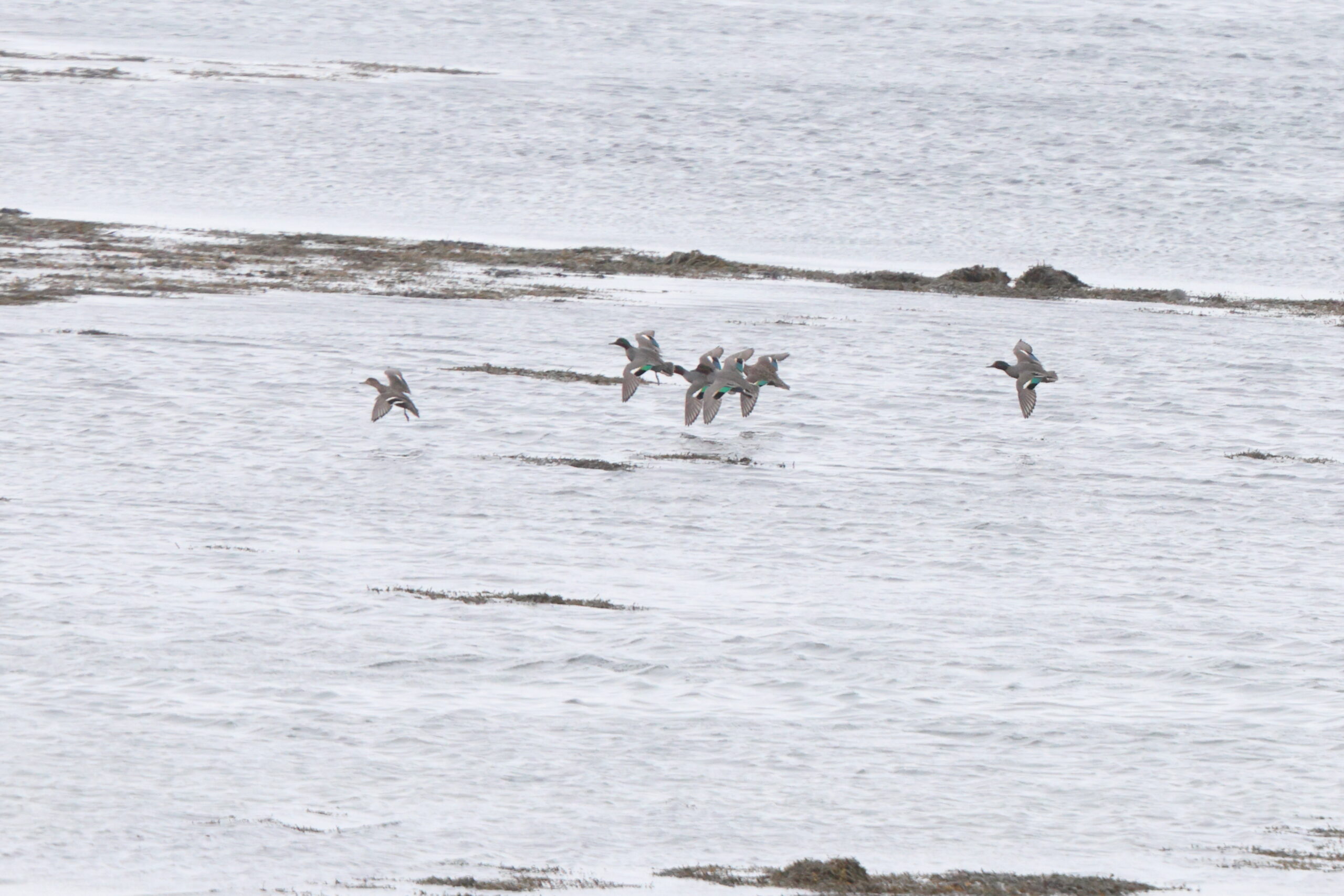 'Green-winged' Teal. Isle of Man, March 2024 © Neil G Morris.