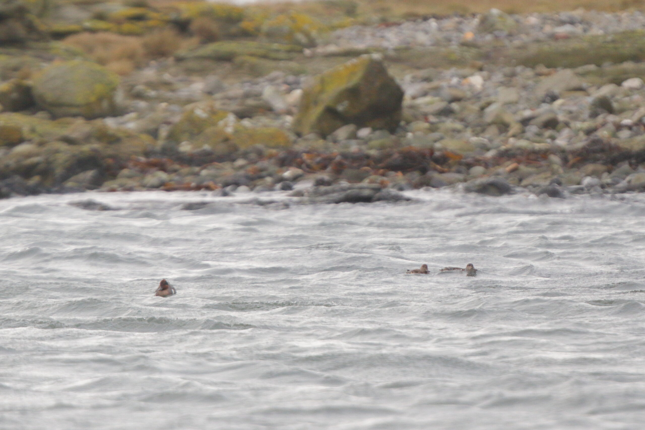 'Green-winged' Teal. Isle of Man, December 2021 © Neil G Morris.
