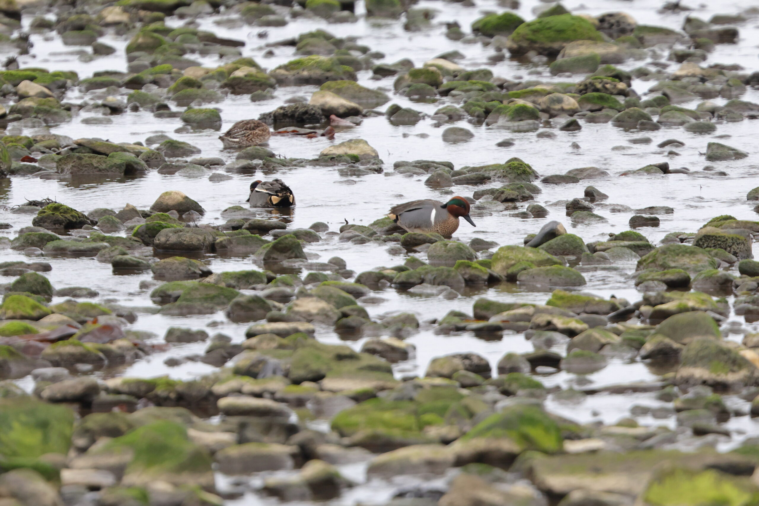 'Green-winged' Teal. Isle of Man, February 2023 © Neil G Morris.