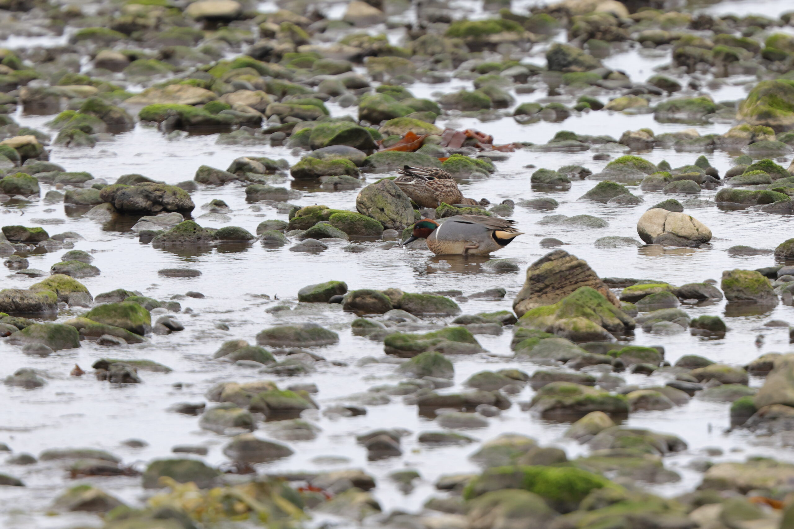 'Green-winged' Teal. Isle of Man, February 2023 © Neil G Morris.