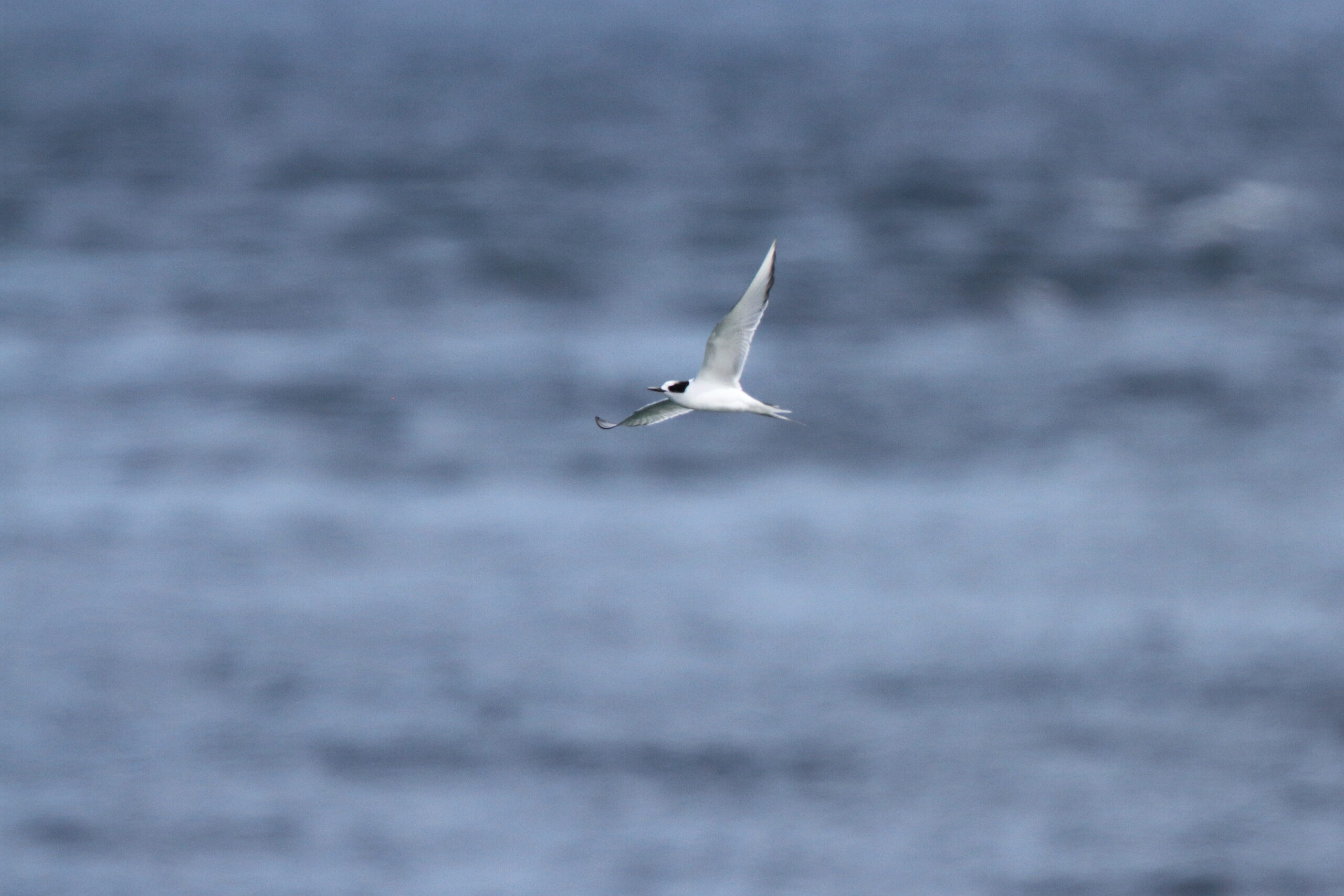 Arctic Tern. Isle of Man, July 2021 © Neil G Morris.