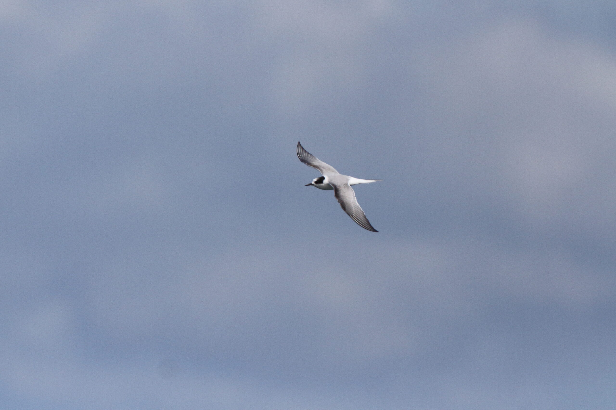 Arctic Tern. Isle of Man, July 2021 © Neil G Morris.