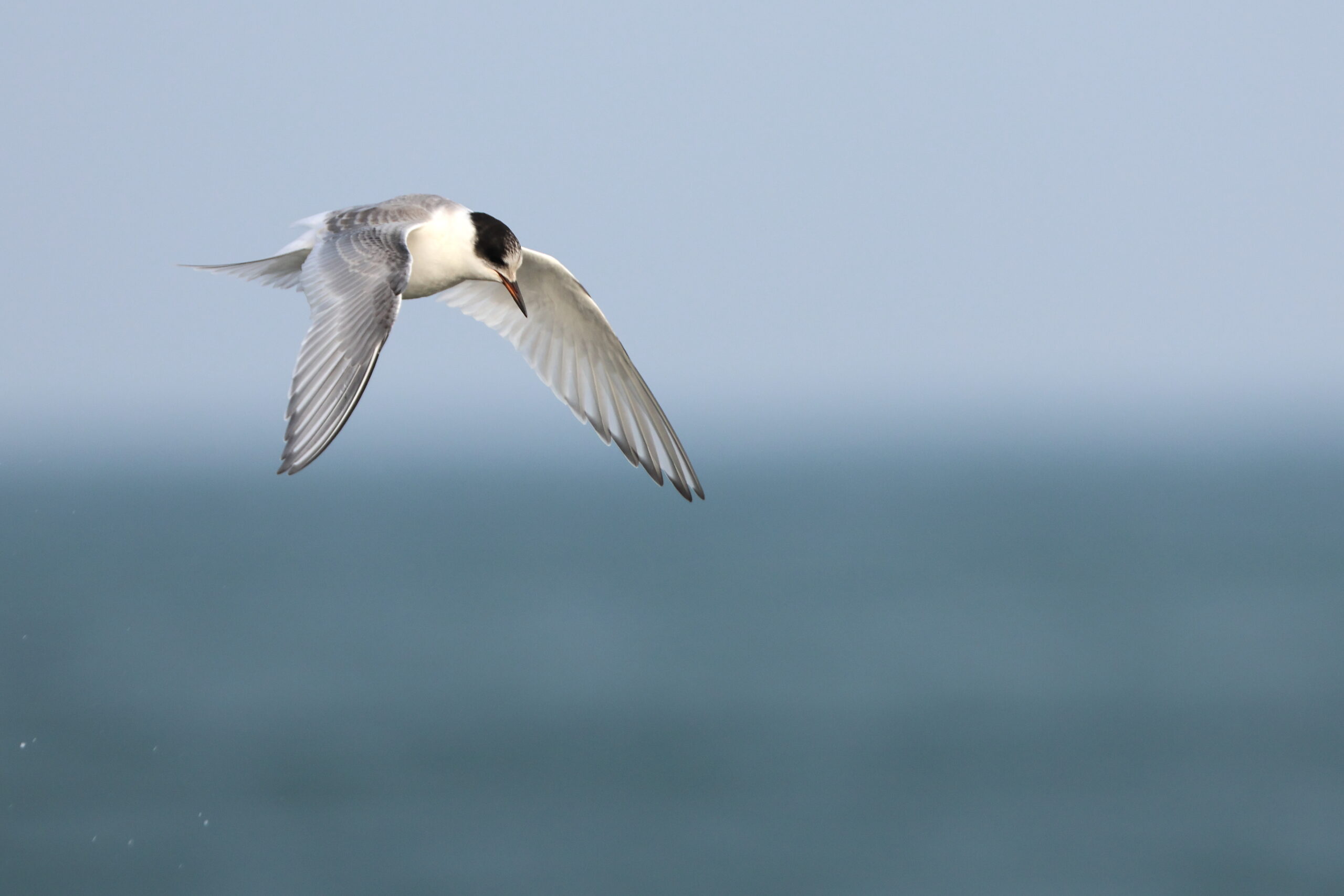 Arctic Tern. Isle of Man, November 2022 © Neil G Morris.