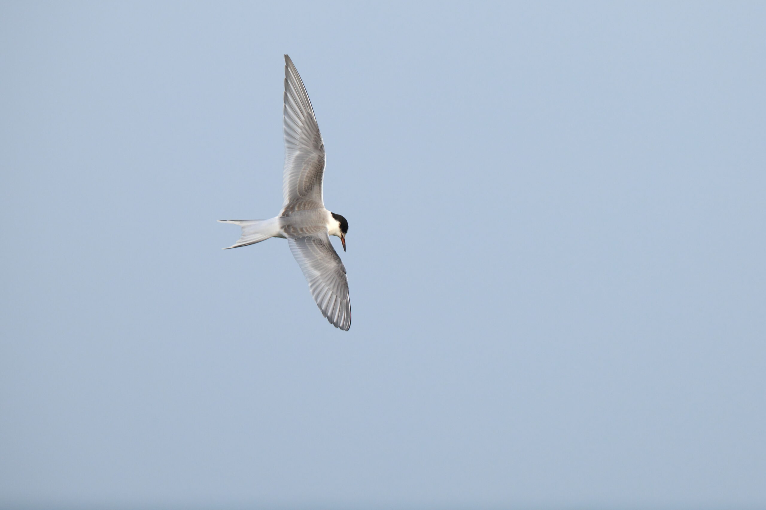 Arctic Tern. Isle of Man, November 2022 © Neil G Morris.