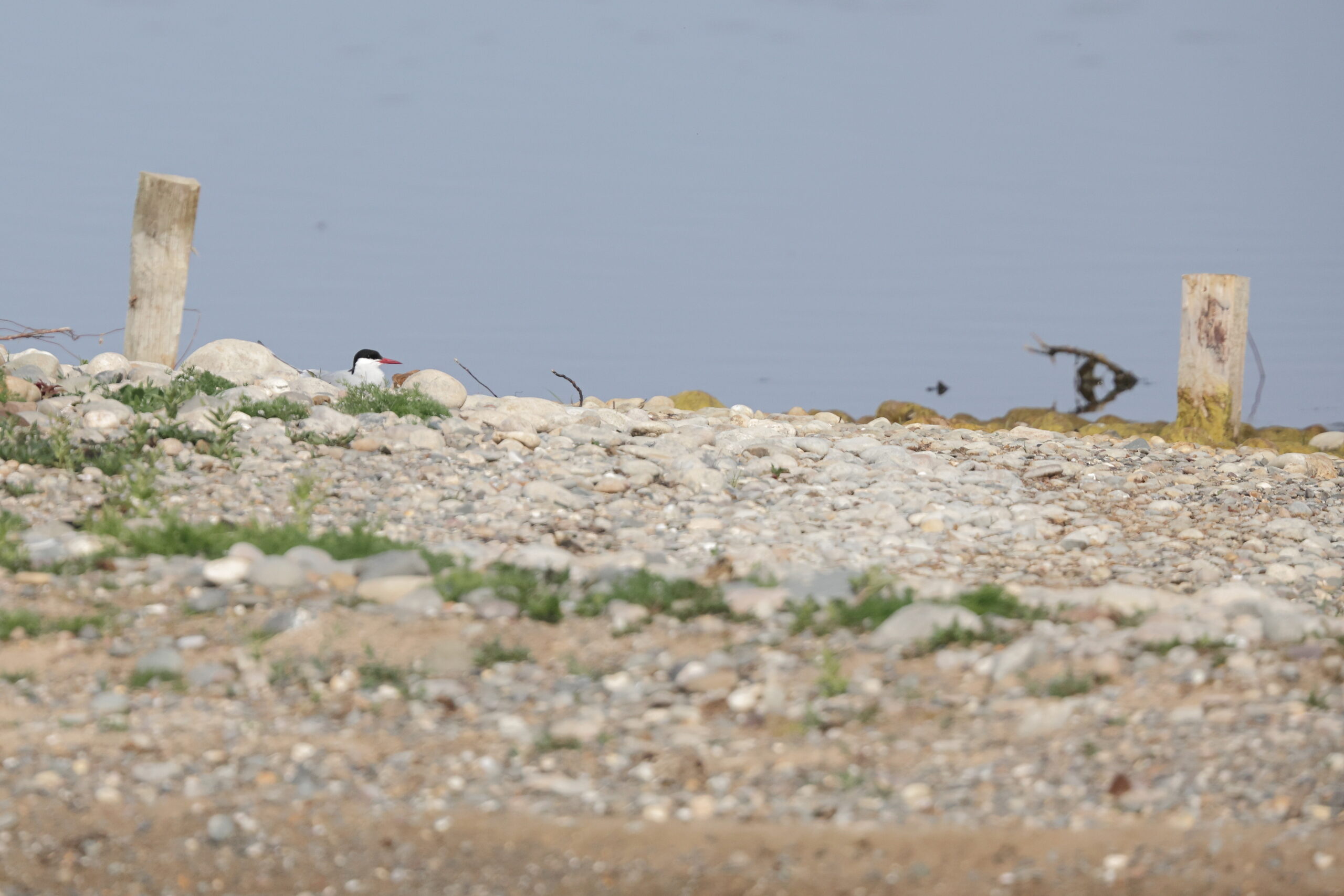 Arctic Tern. Isle of Man, June 2023 © Neil G Morris.