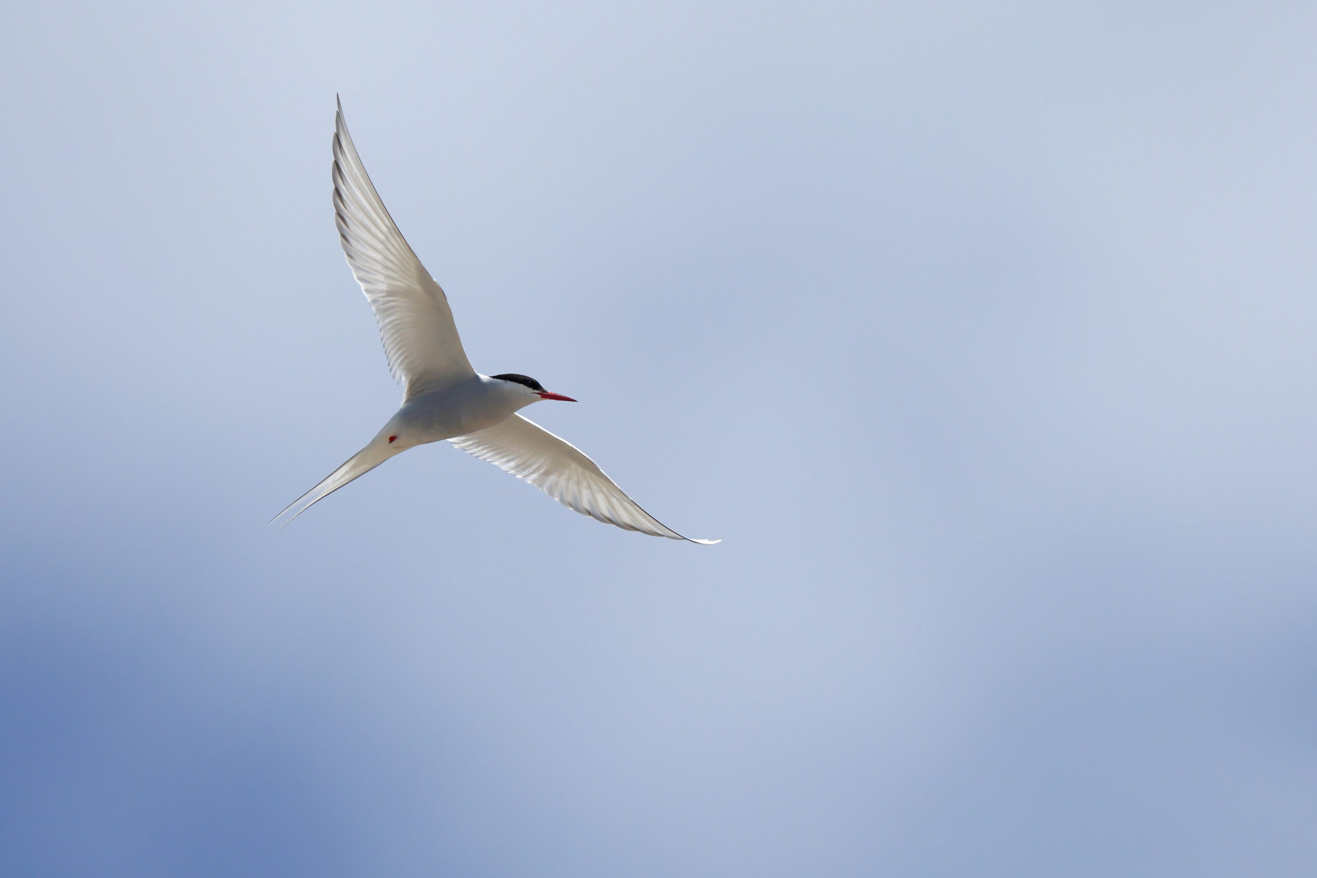Arctic Tern. Isle of Man, June 2023 © Neil G Morris.