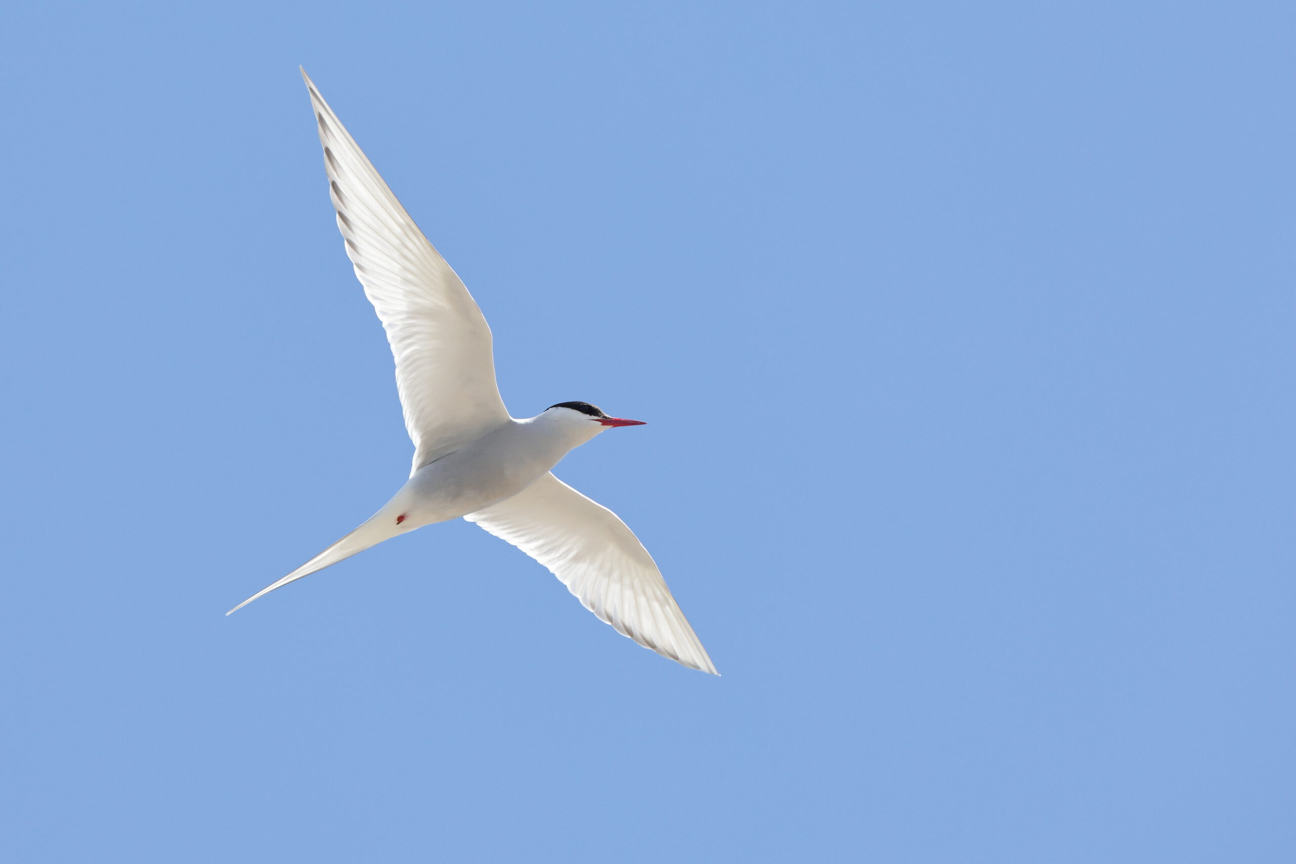 Arctic Tern. Isle of Man, June 2023 © Neil G Morris.